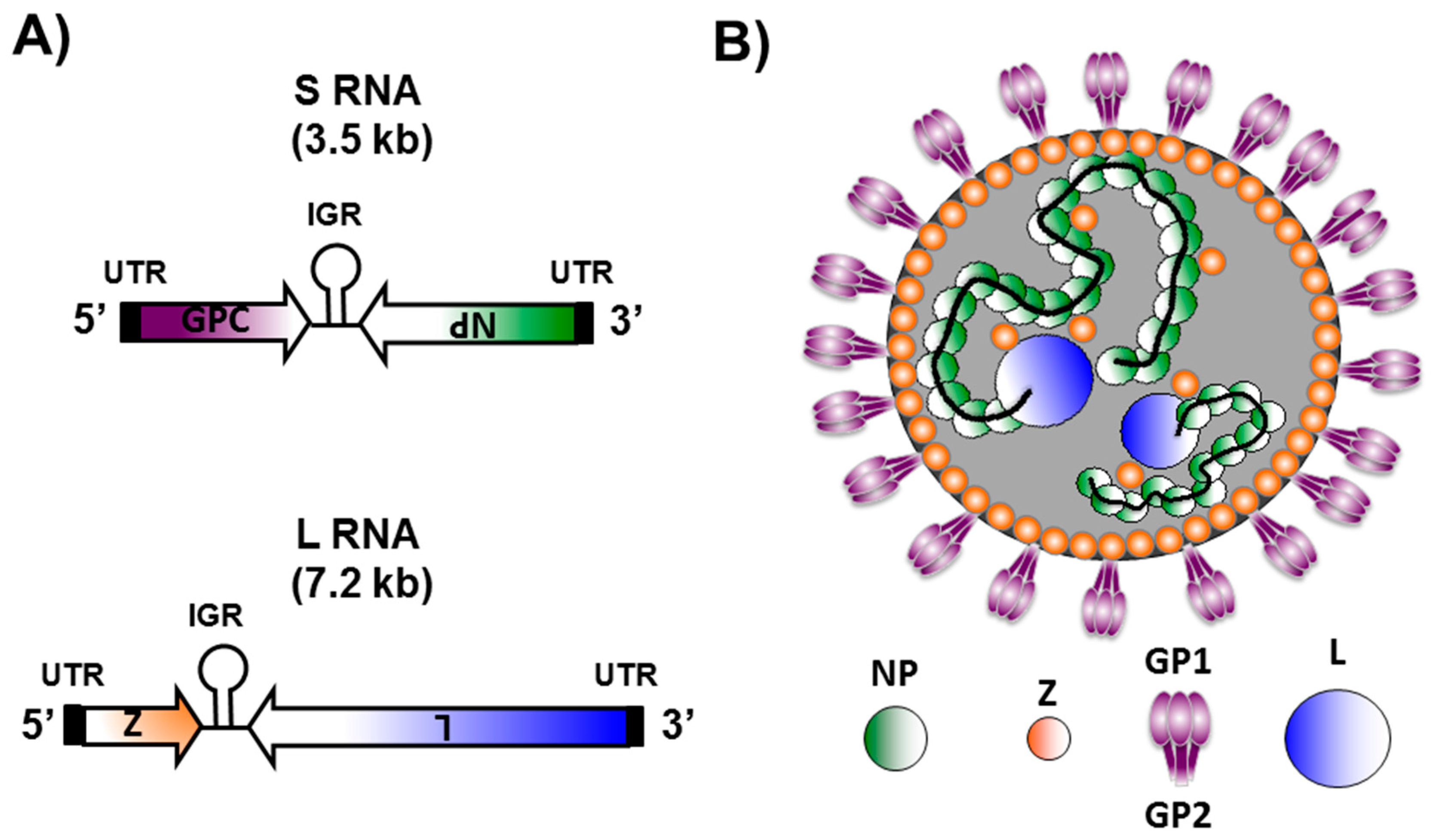 Viruses 08 00197 g001