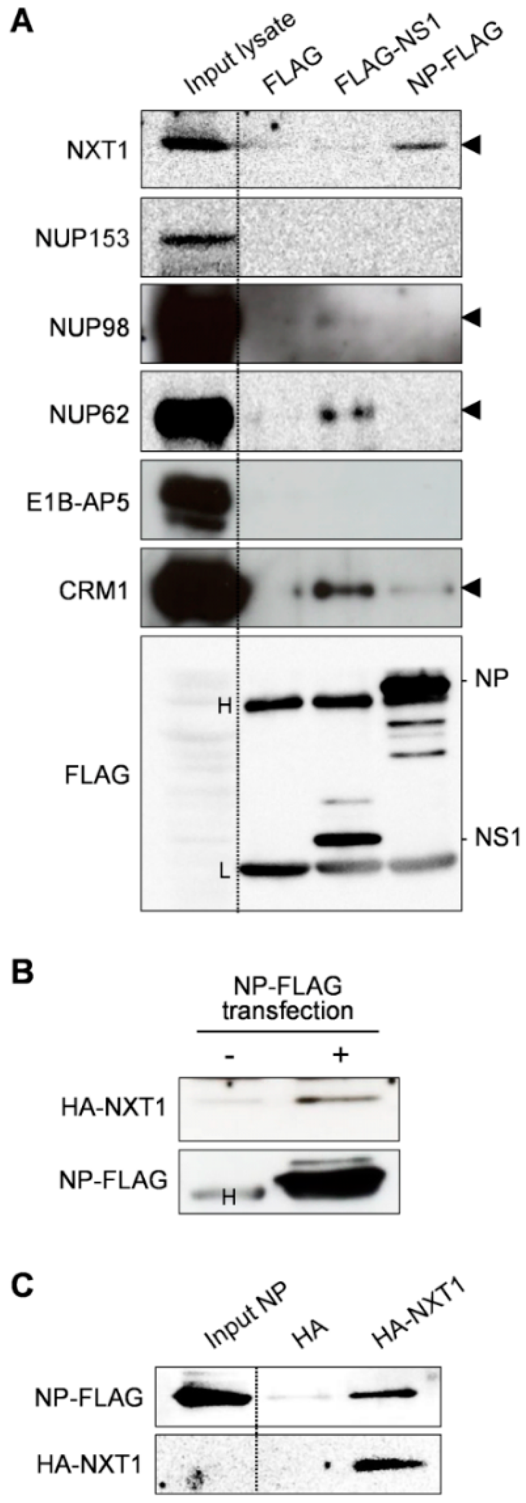 Viruses 08 00209 g001