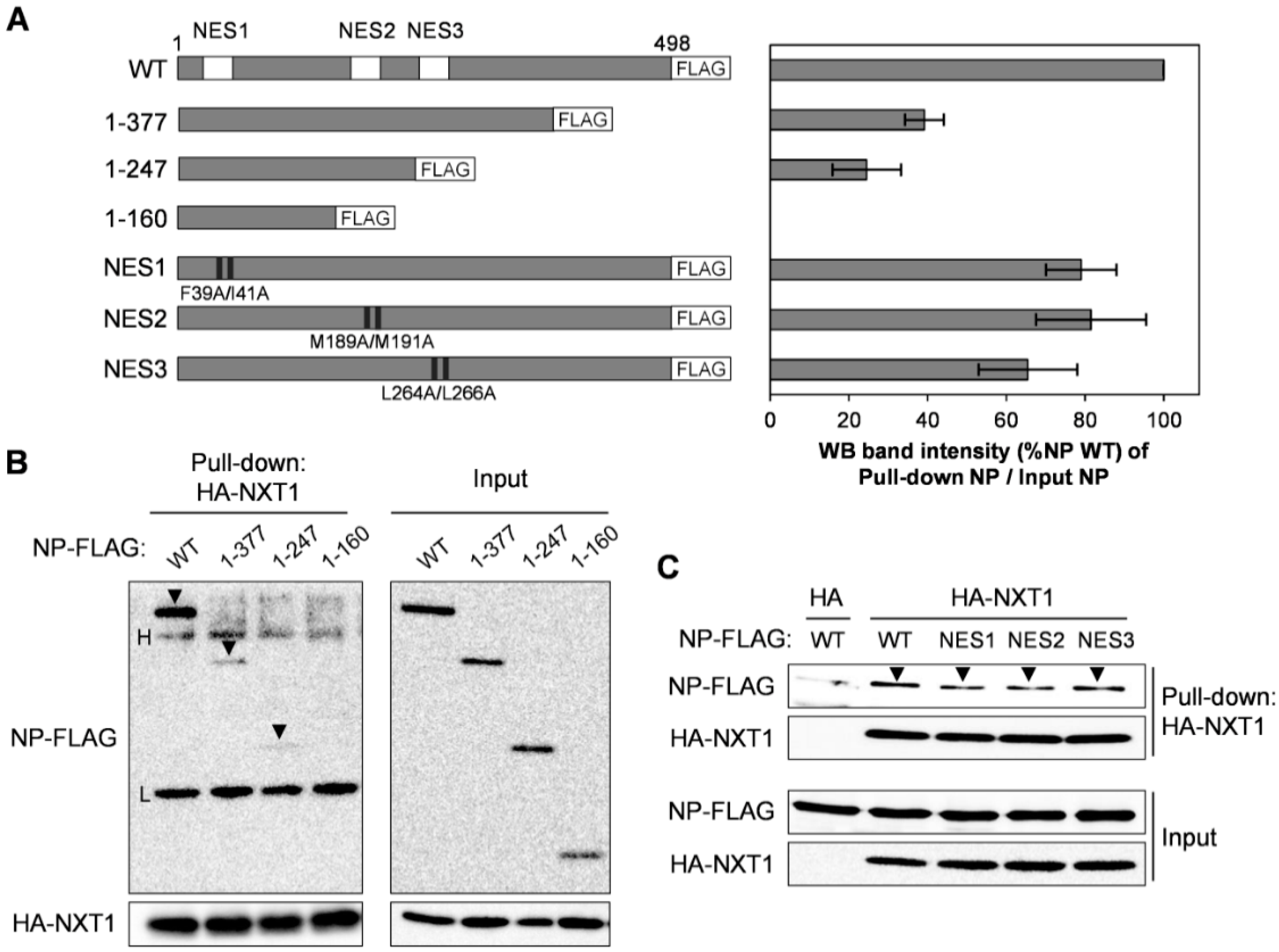 Viruses 08 00209 g007