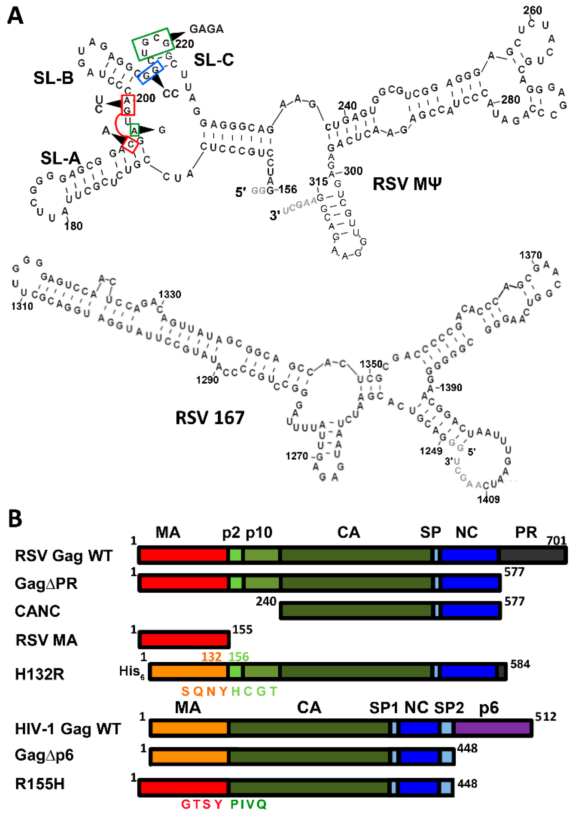 Viruses 08 00256 g001