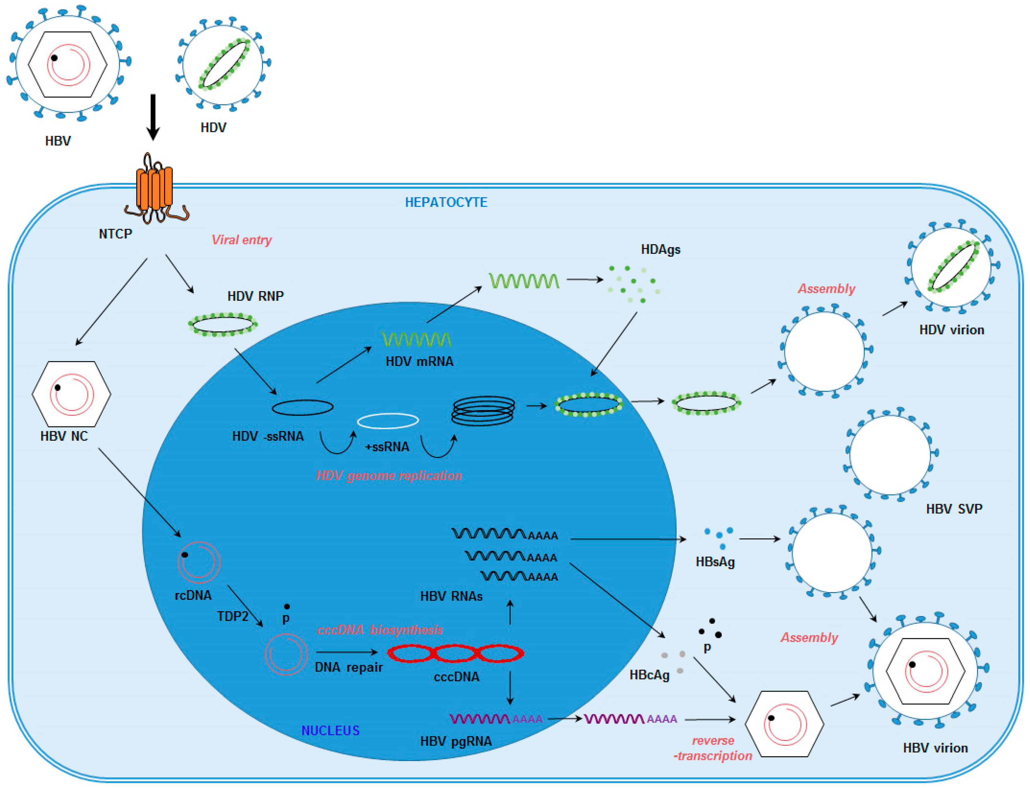 Viruses 08 00261 g001