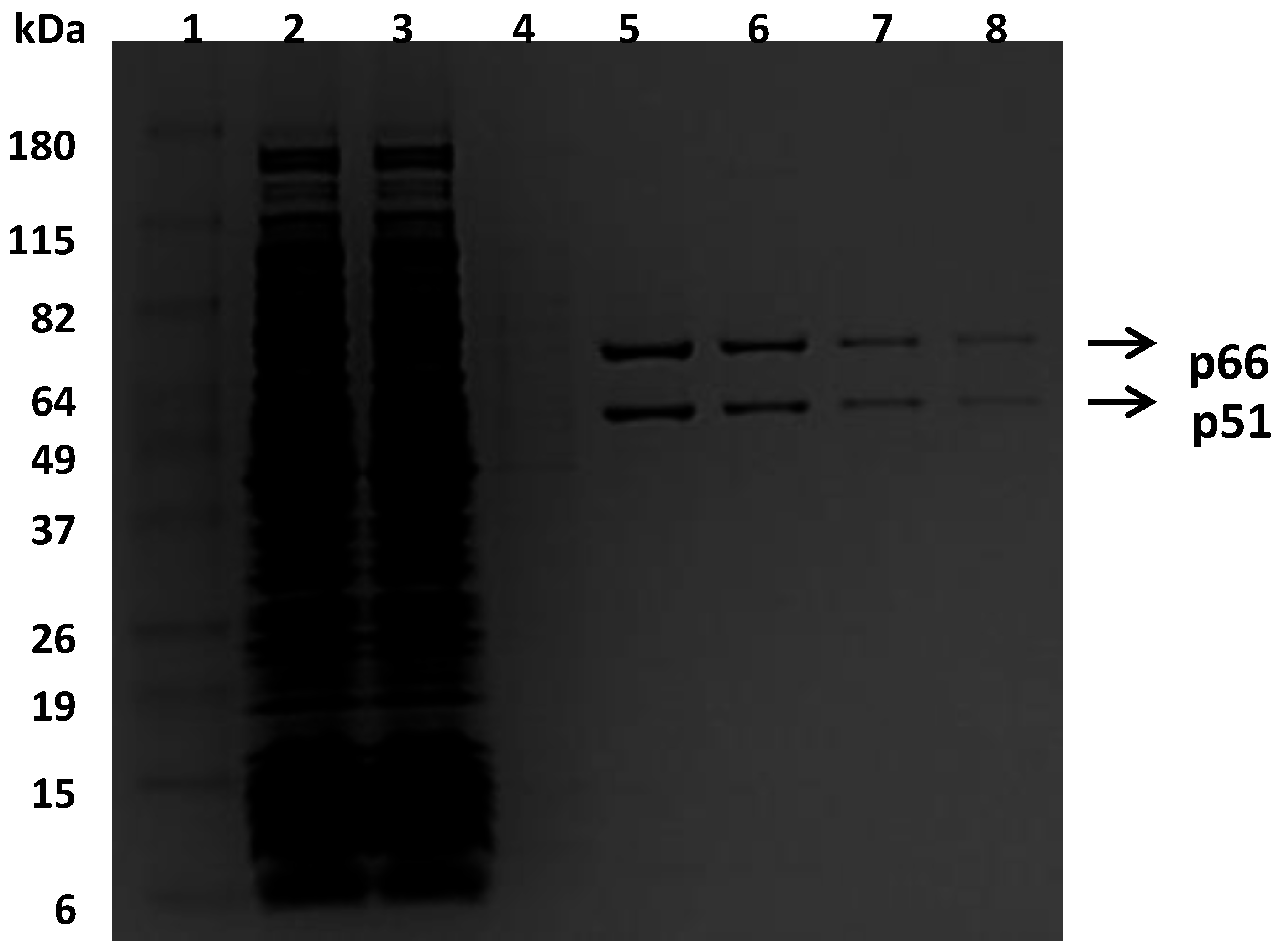Viruses 08 00263 g001
