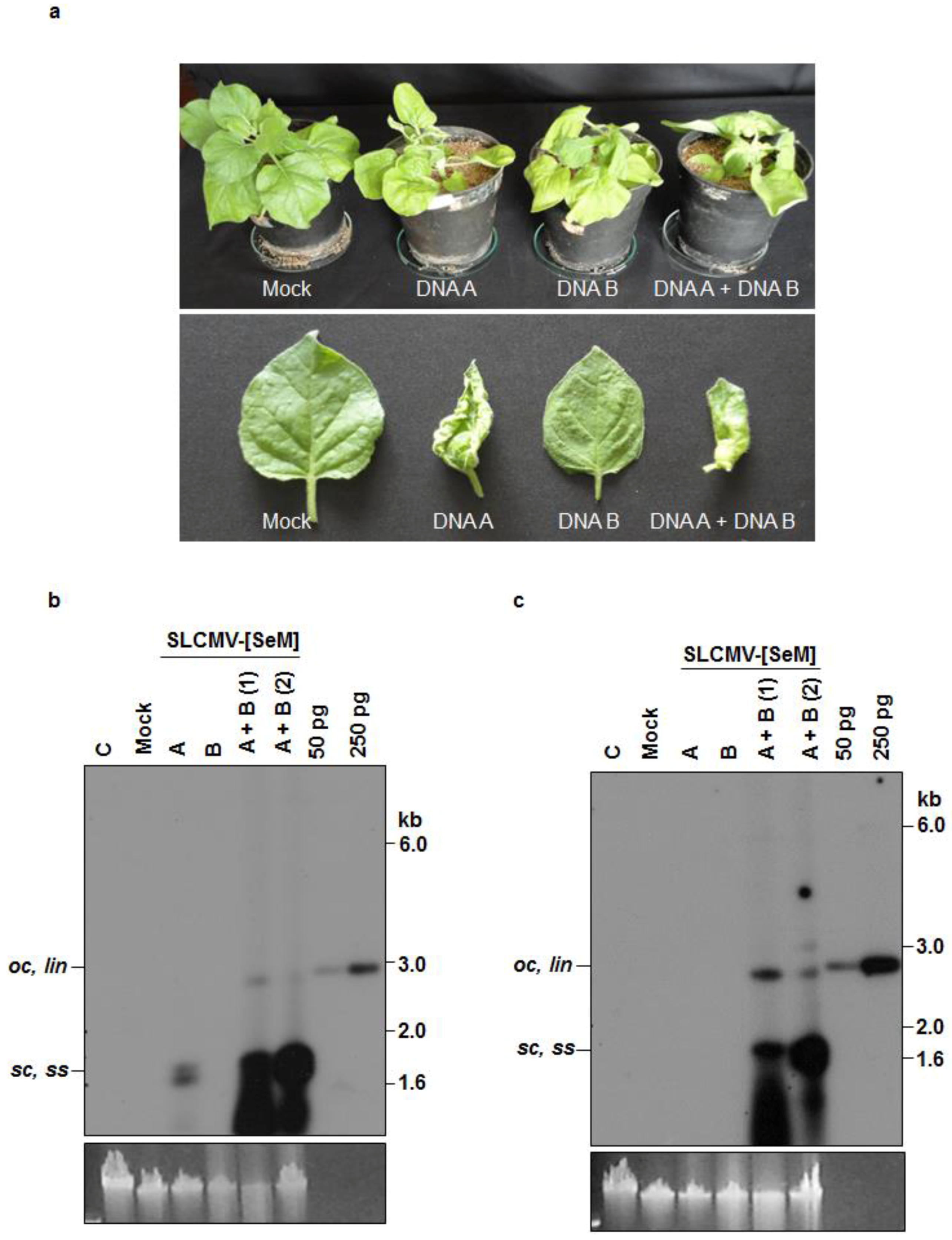 Viruses 08 00264 g003