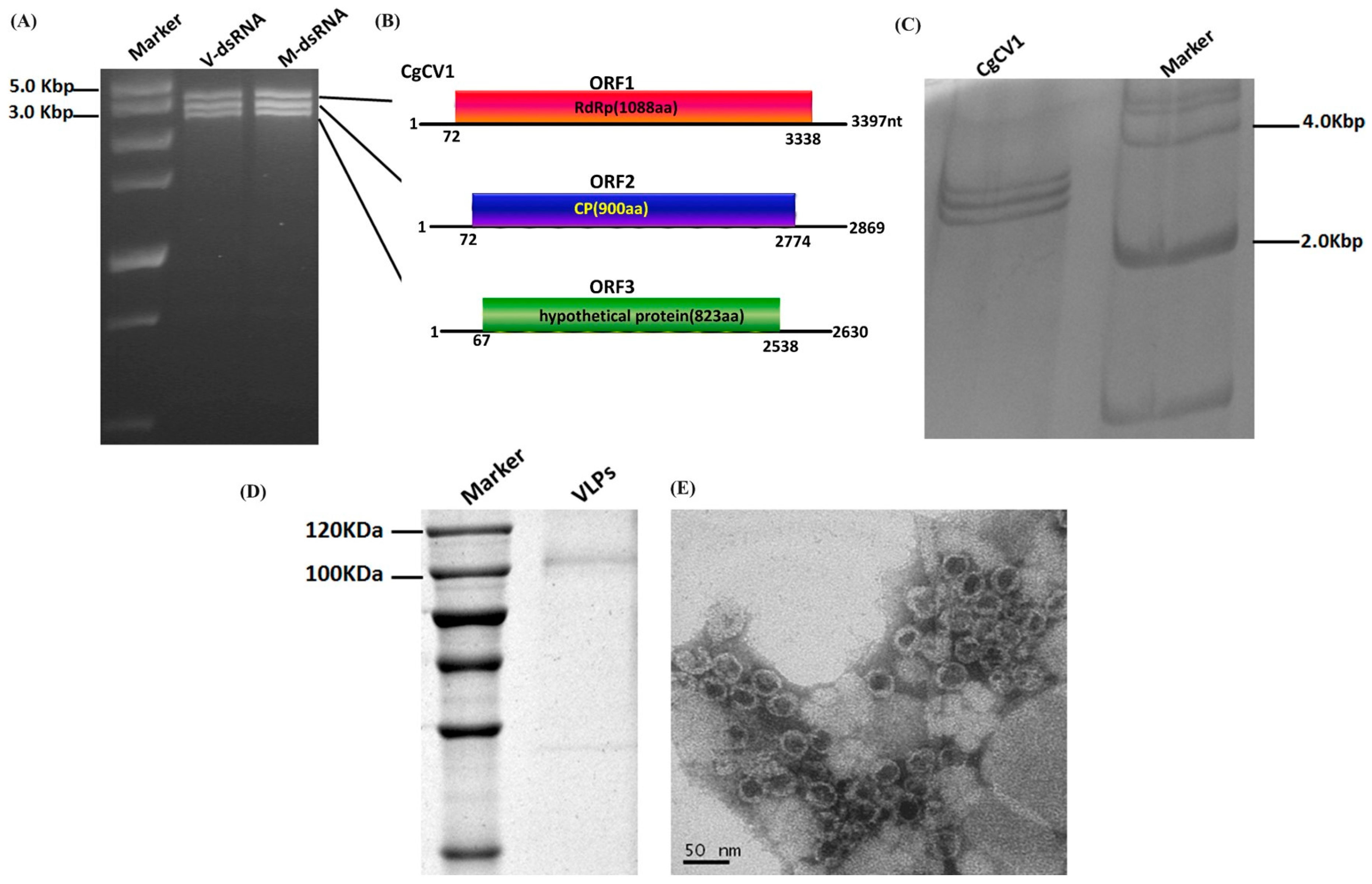 Viruses 08 00268 g001