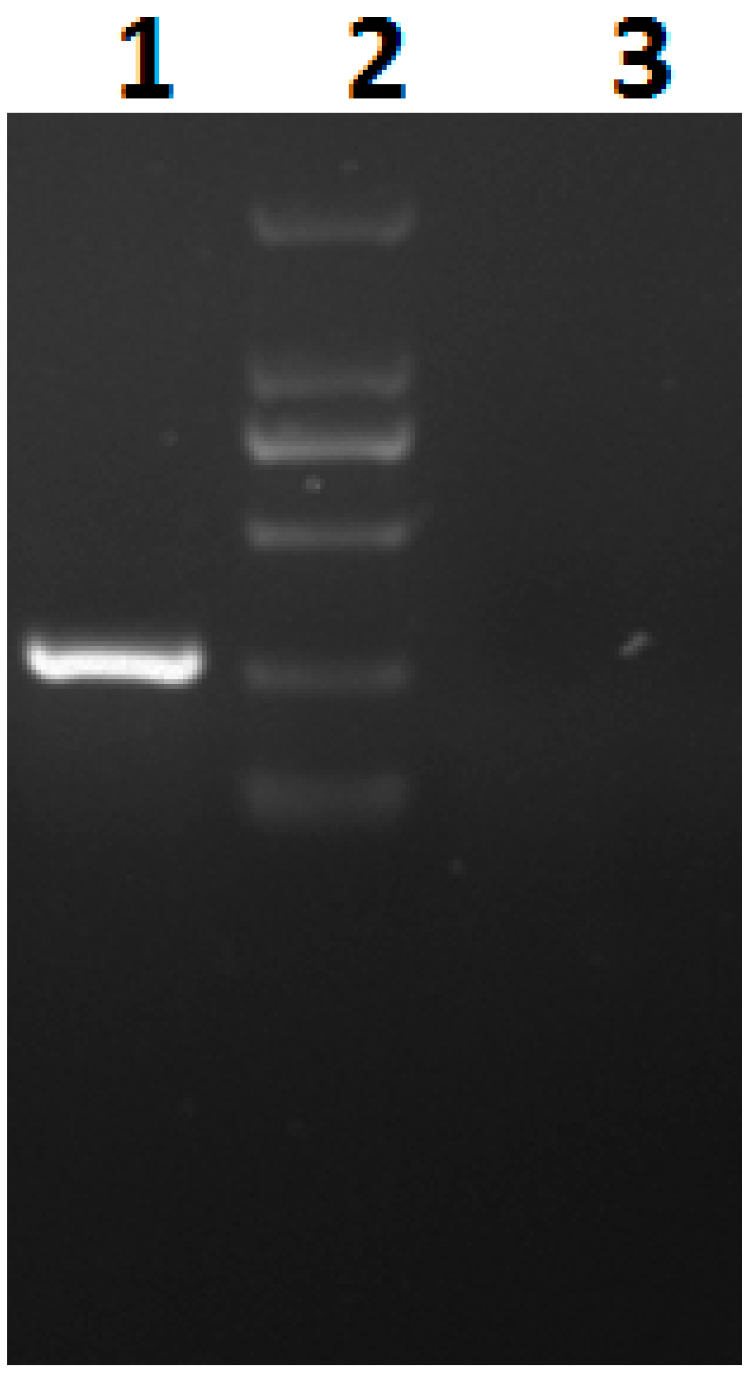 Viruses 08 00268 g004