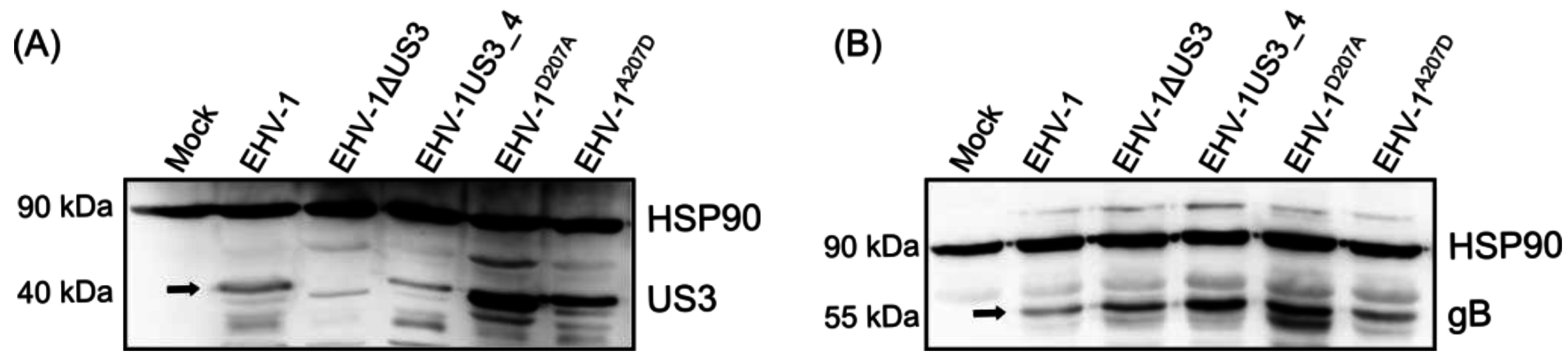 Viruses 08 00275 g001