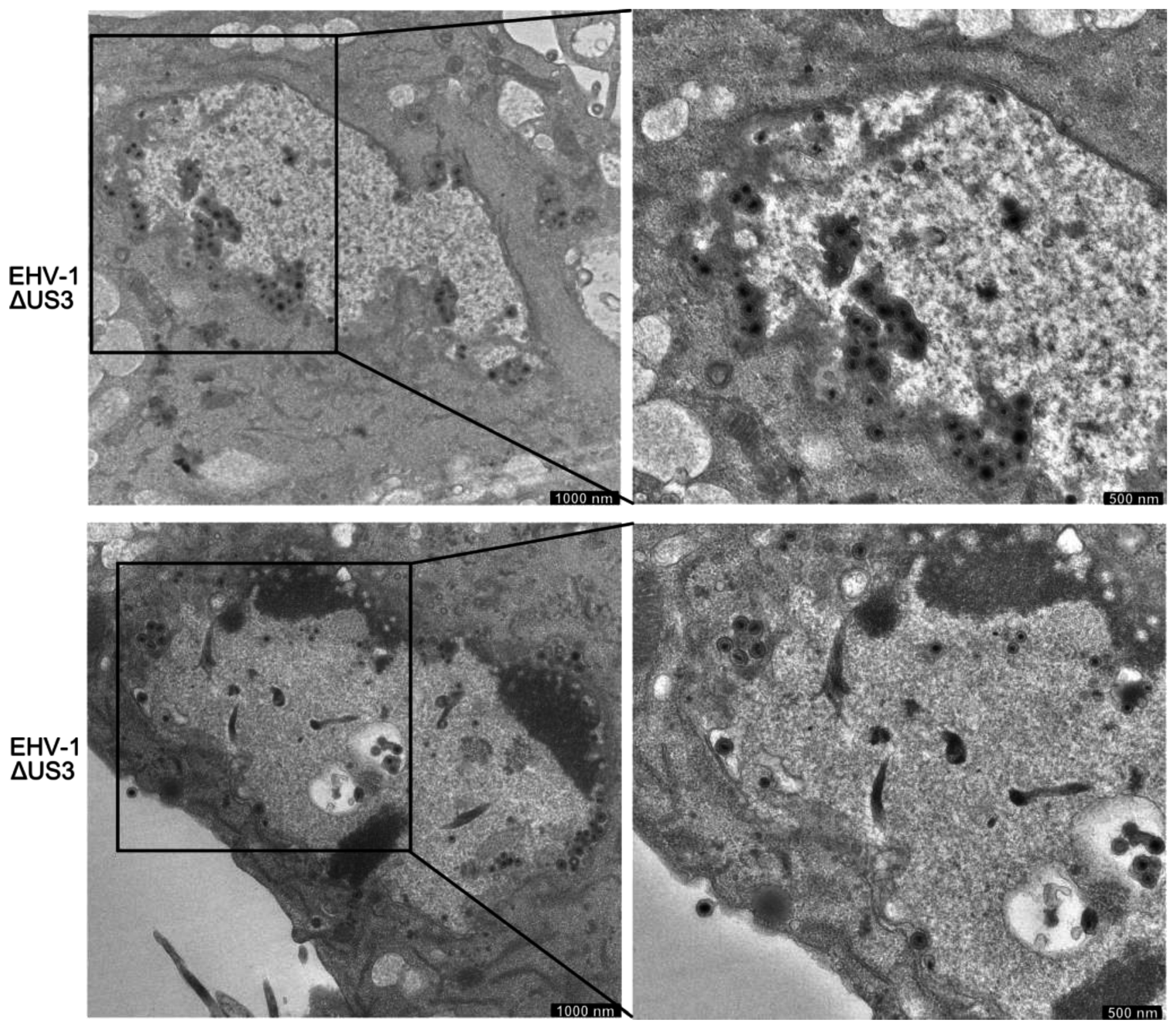 Viruses 08 00275 g007