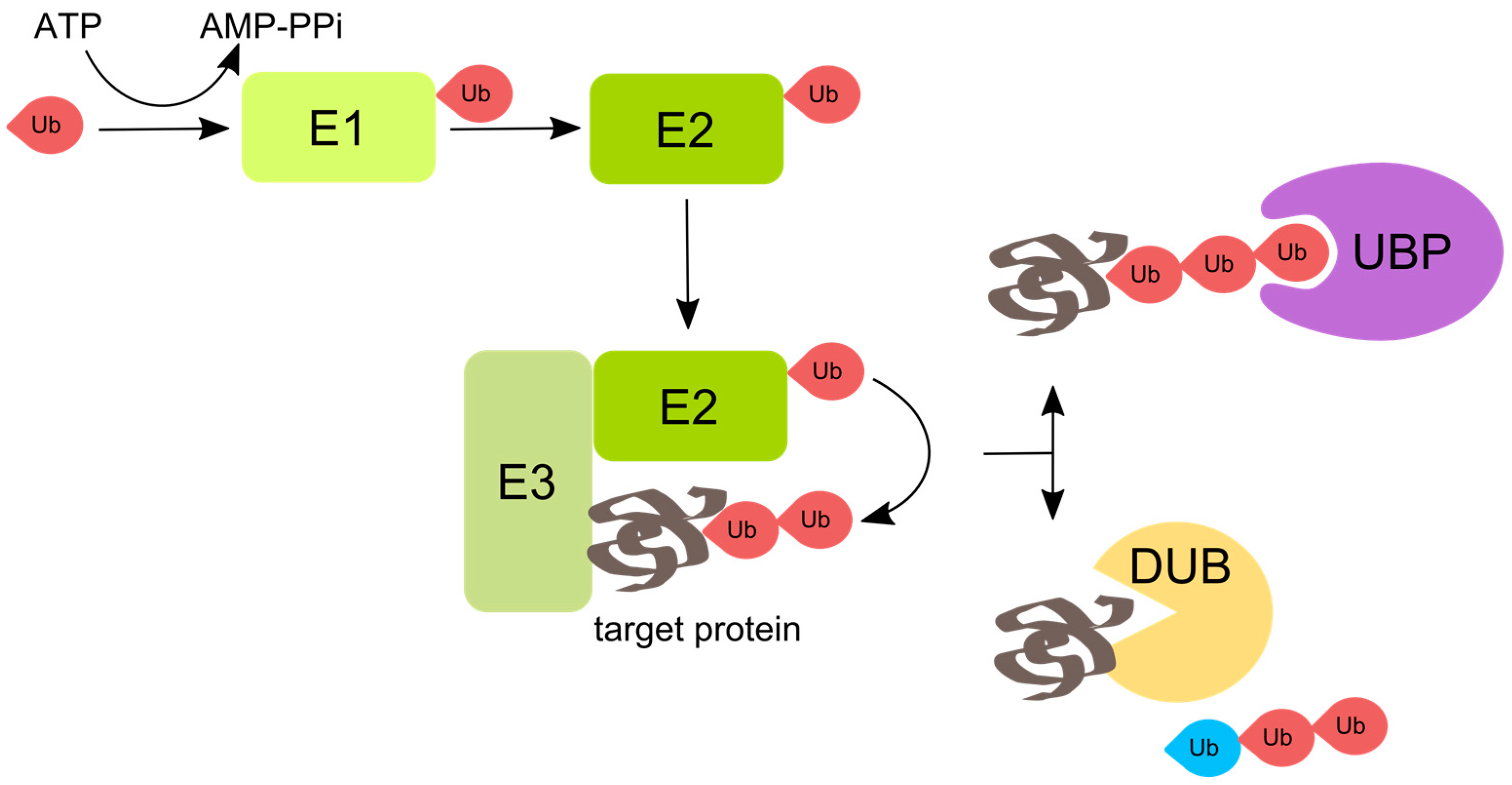 Viruses 08 00293 g001