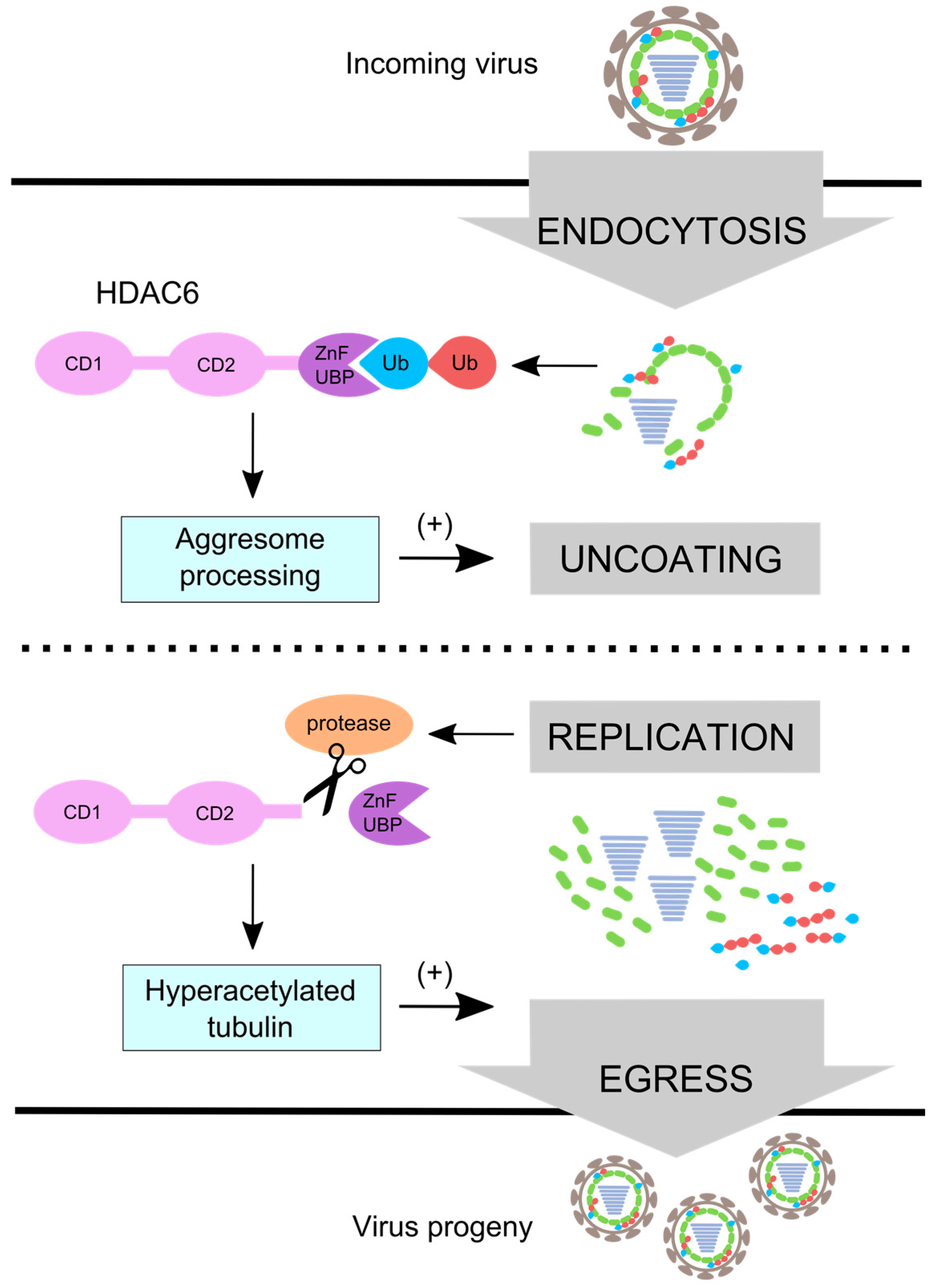 Viruses 08 00293 g004