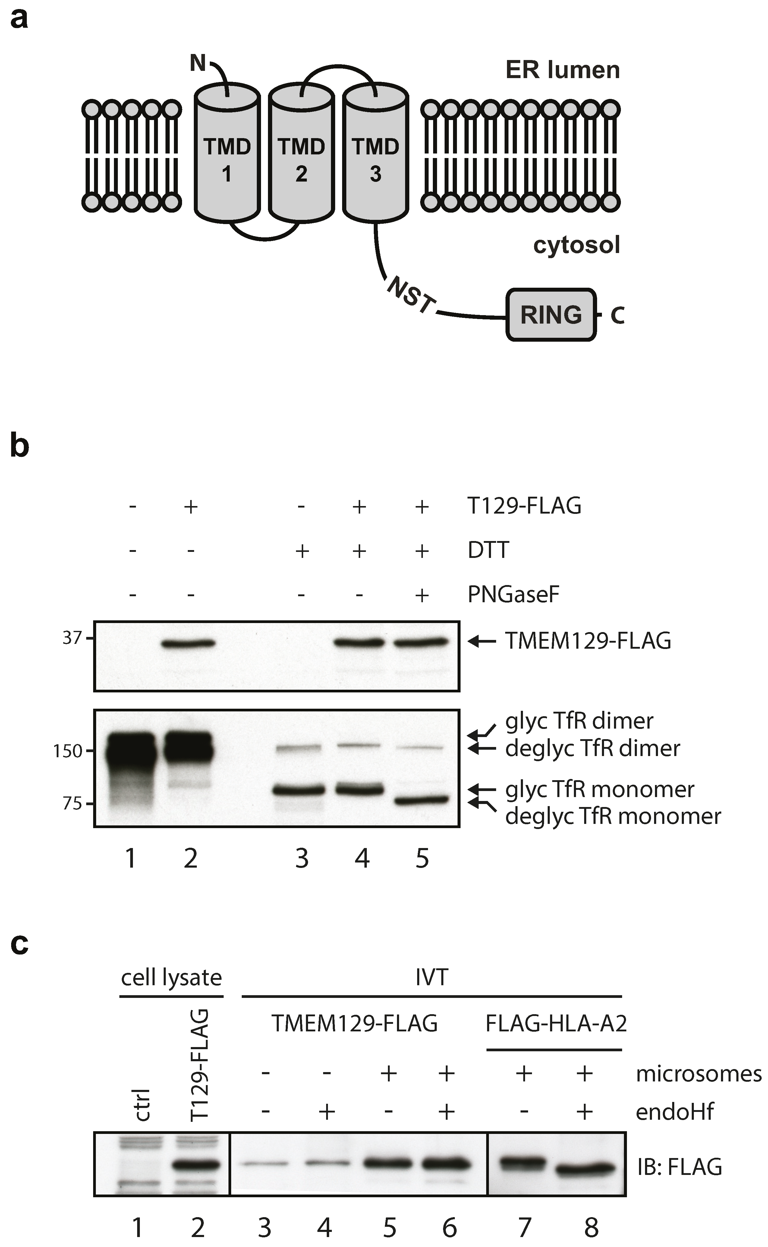 Viruses 08 00309 g001