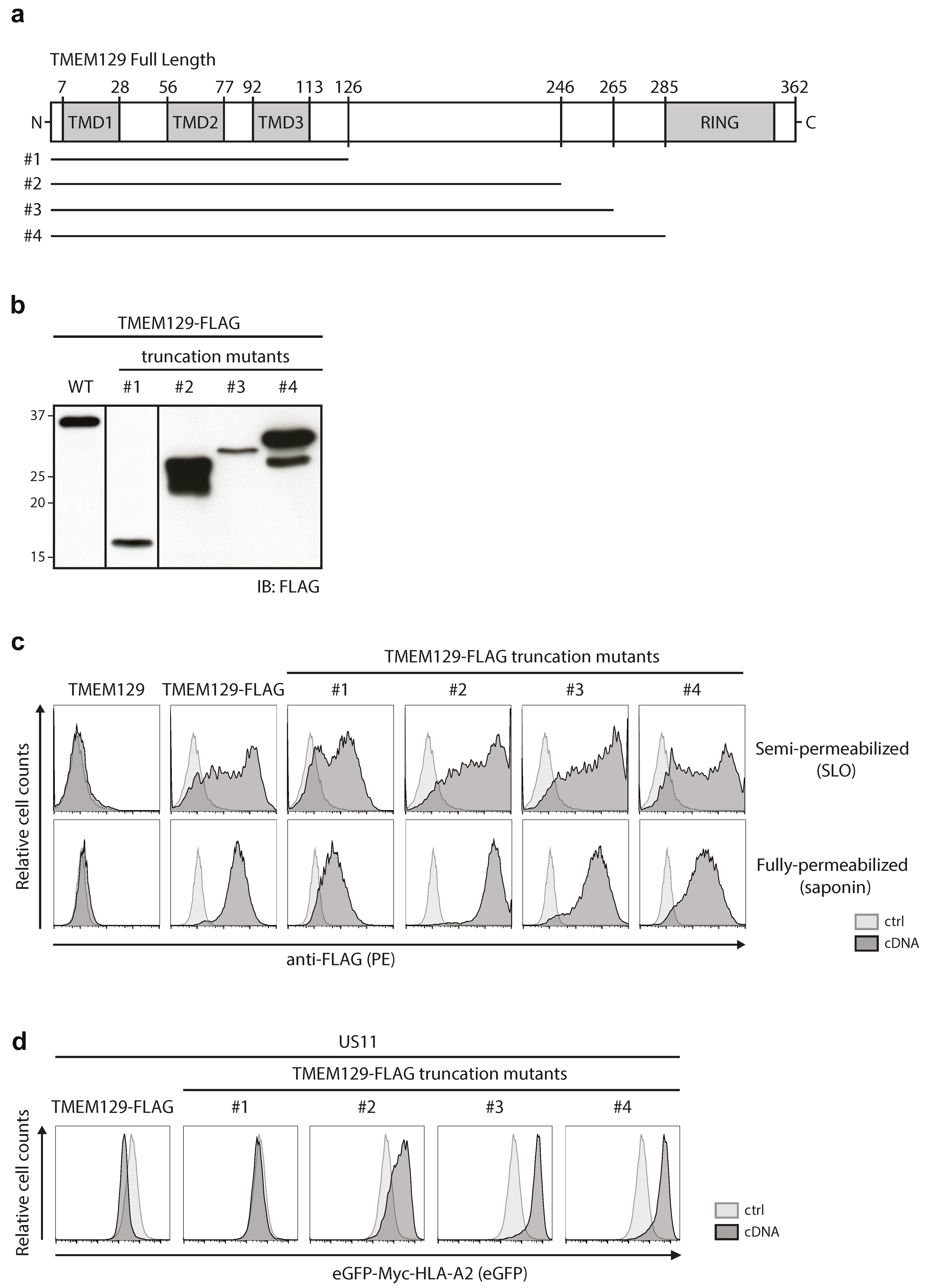 Viruses 08 00309 g003