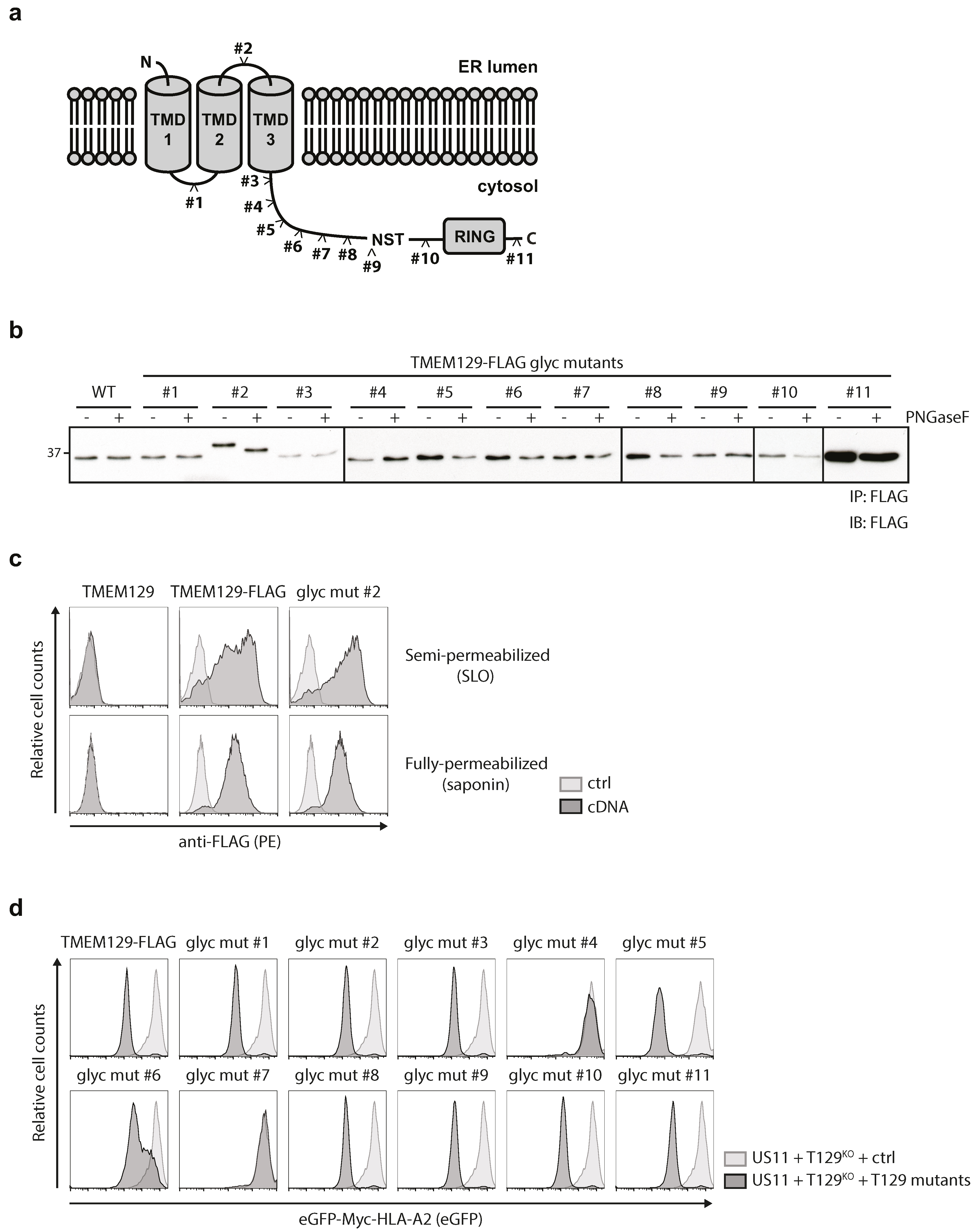 Viruses 08 00309 g004