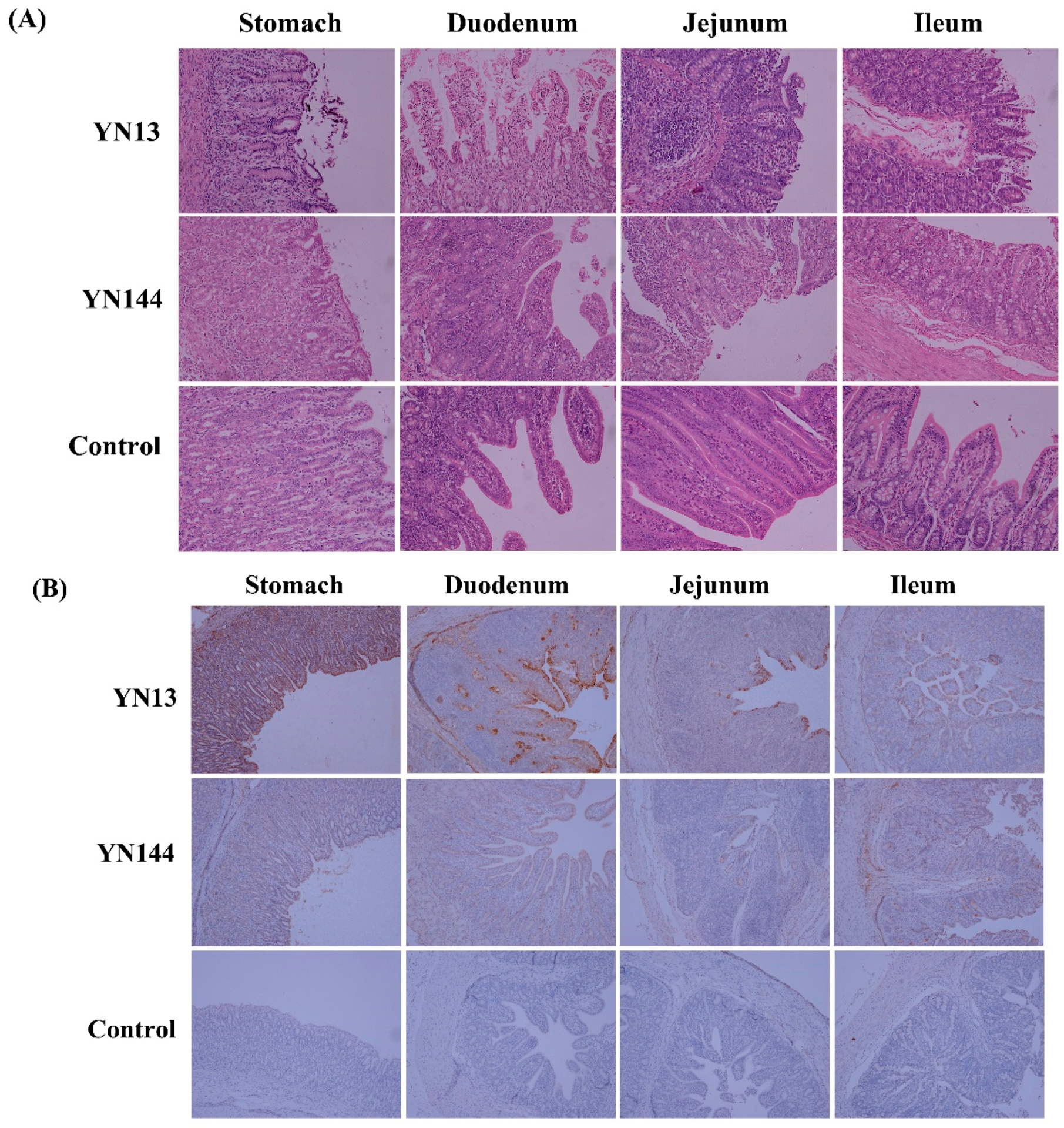 Viruses 08 00323 g001a