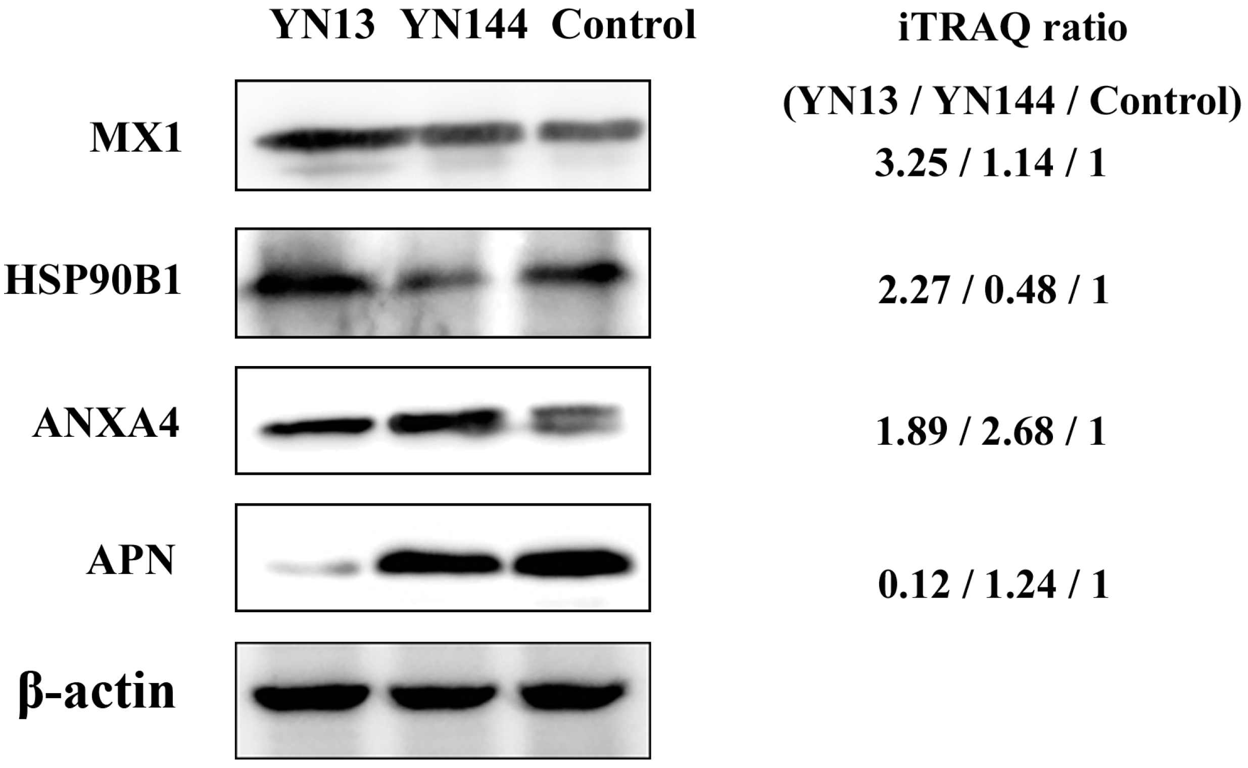 Viruses 08 00323 g005