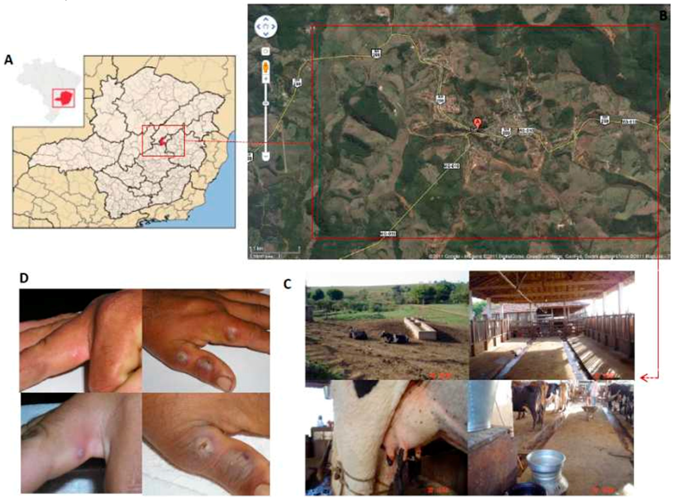 Viruses 08 00328 g001