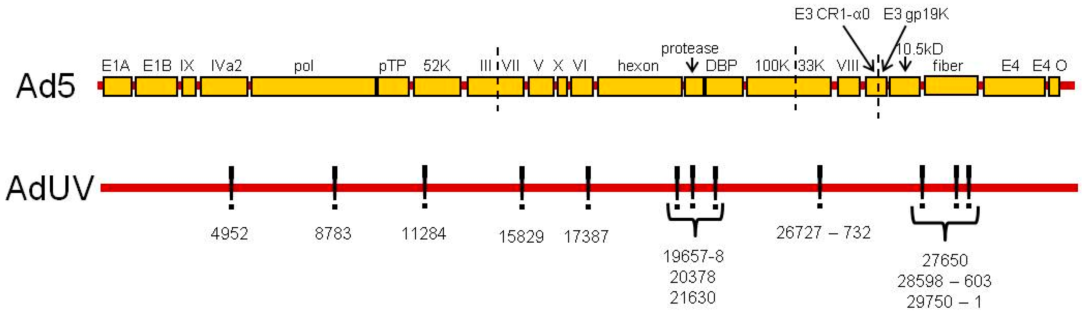 Viruses 08 00333 g001