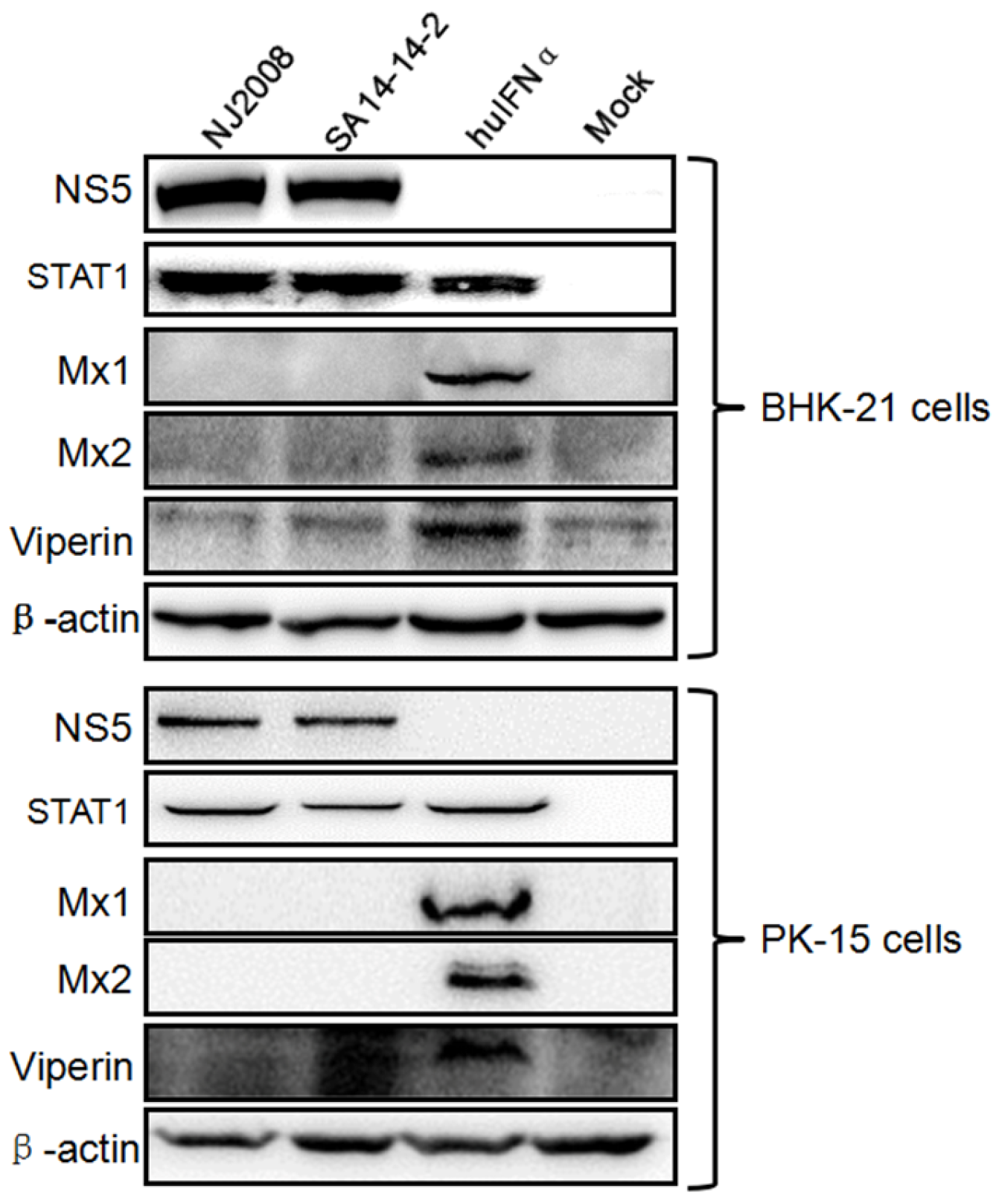 Viruses 09 00005 g001
