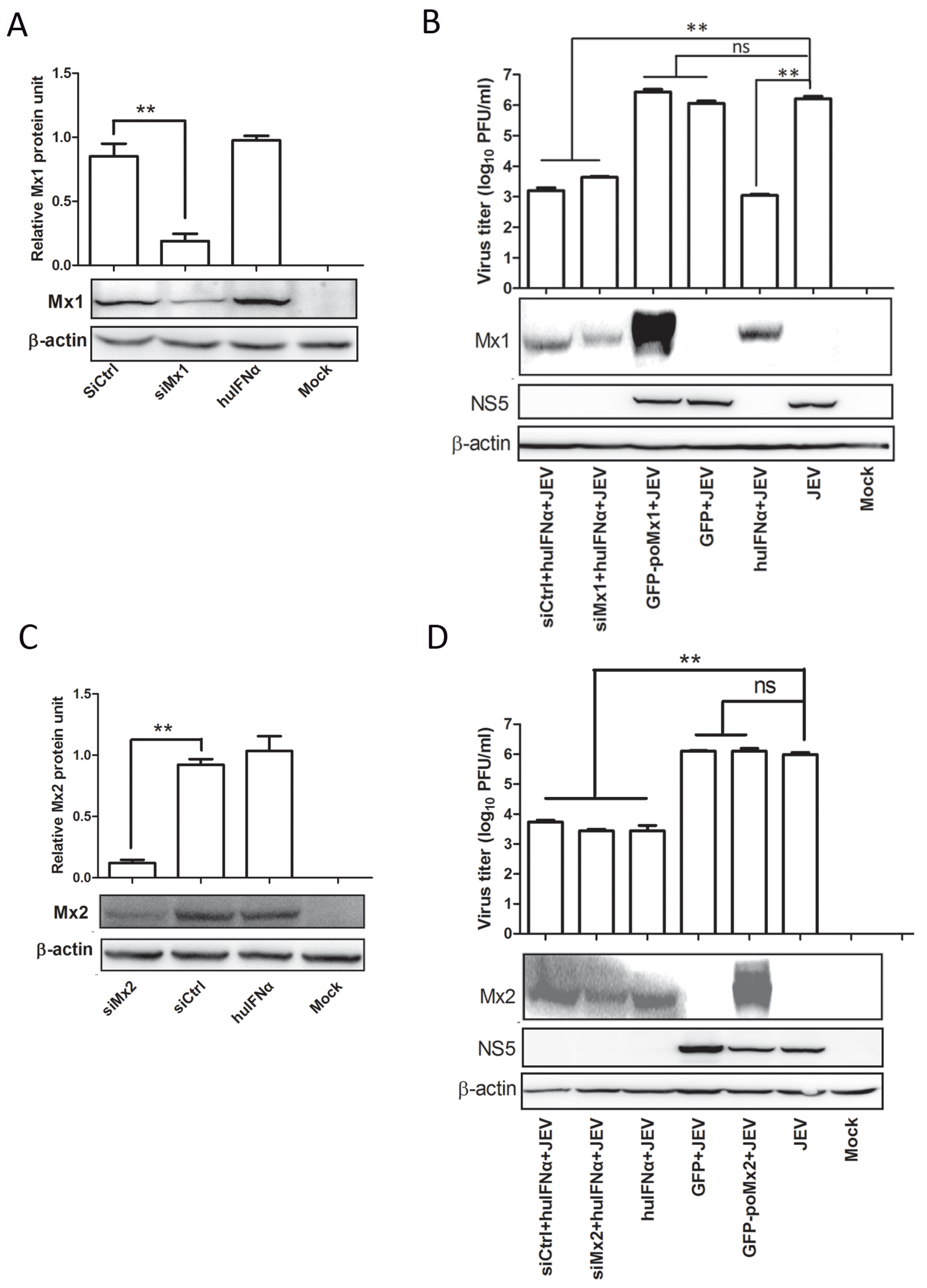 Viruses 09 00005 g005