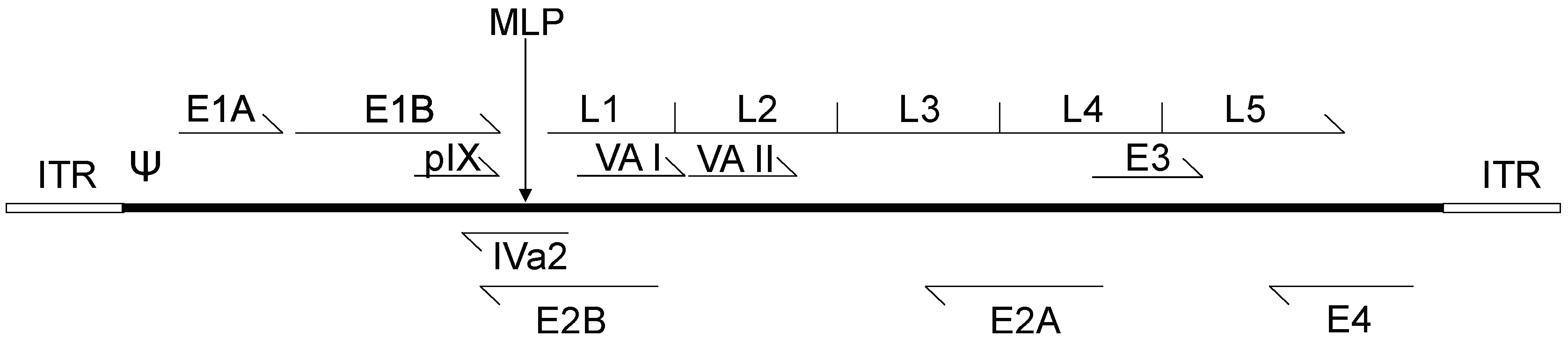 Viruses 09 00013 g001
