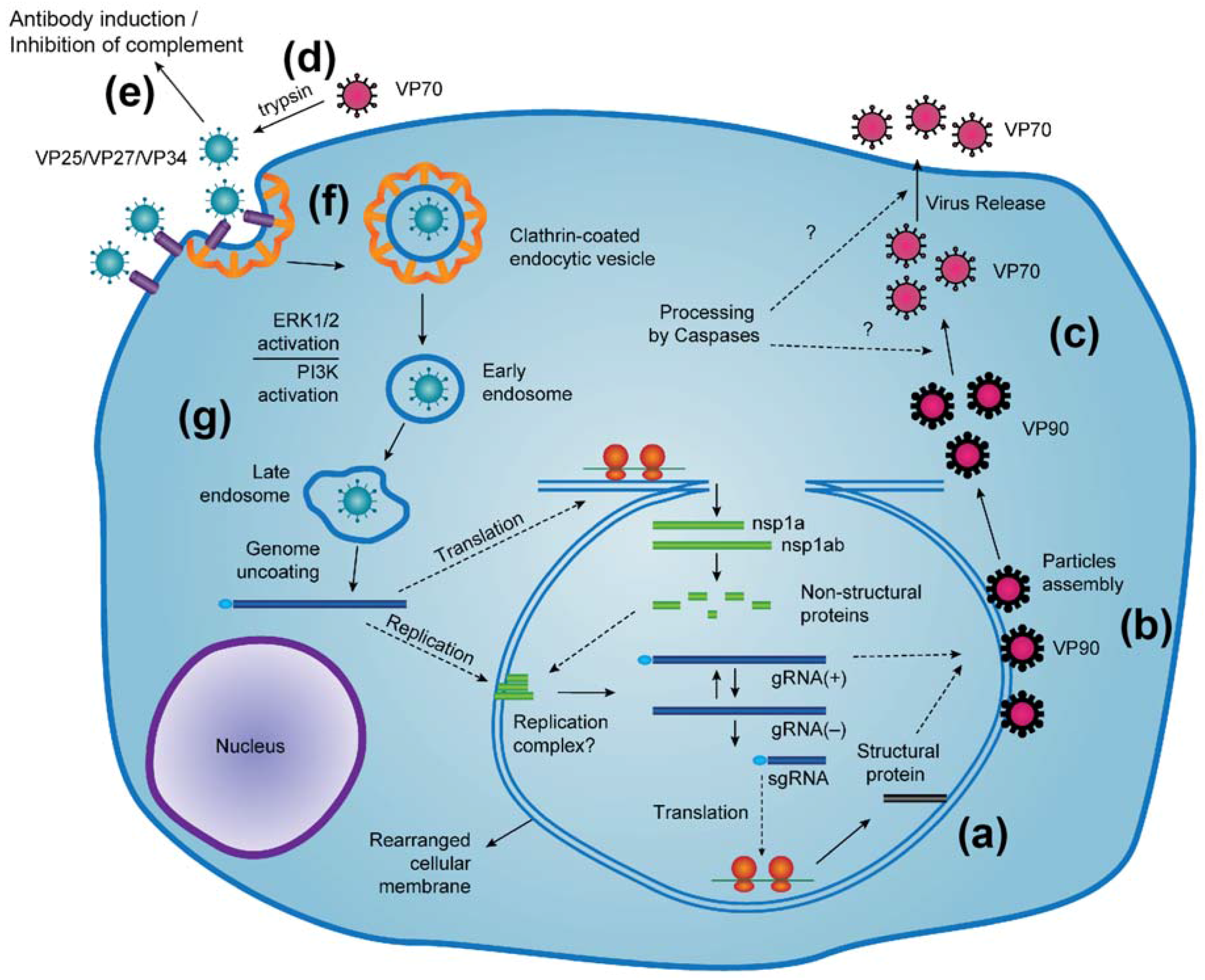 Viruses 09 00015 g001
