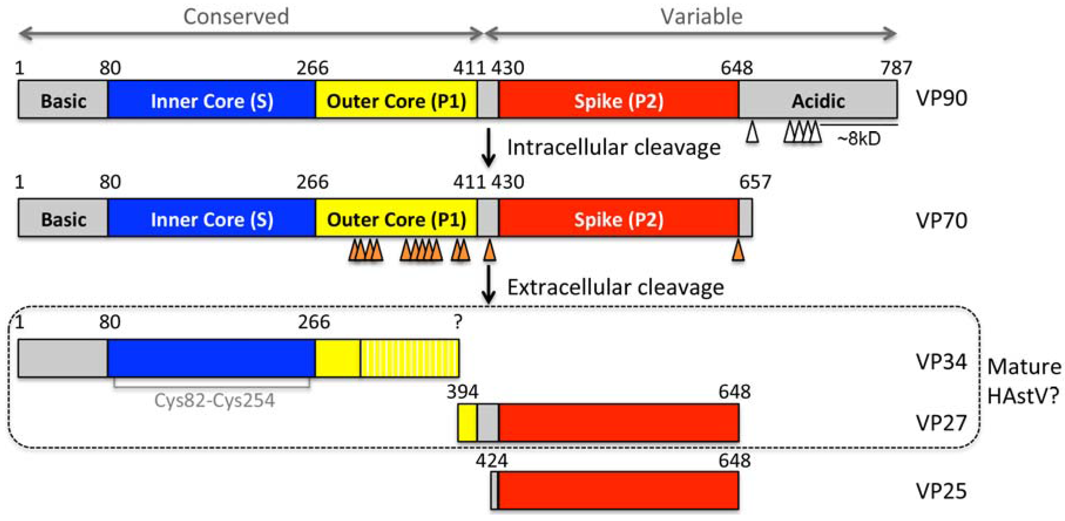 Viruses 09 00015 g002