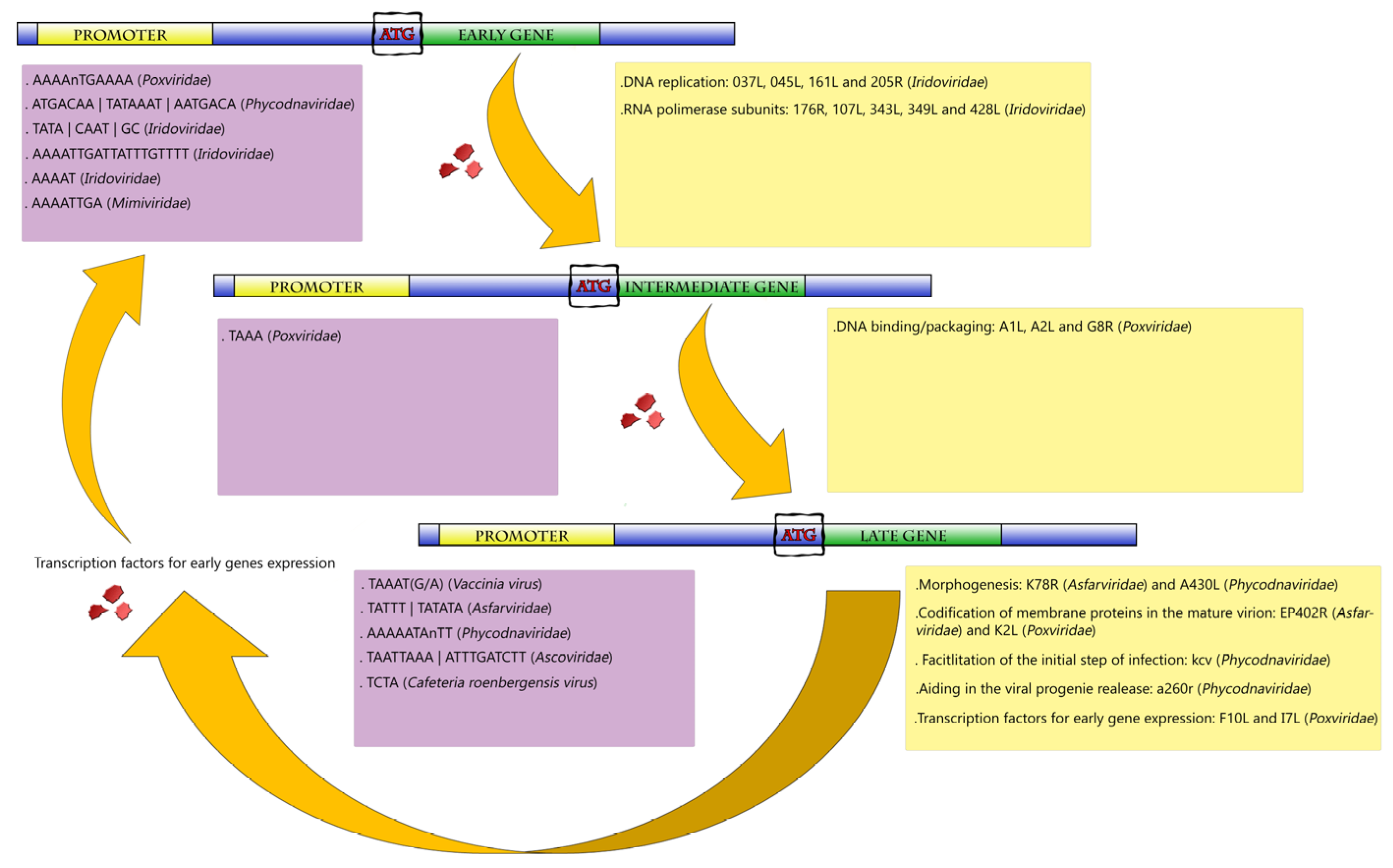 Viruses 09 00016 g002