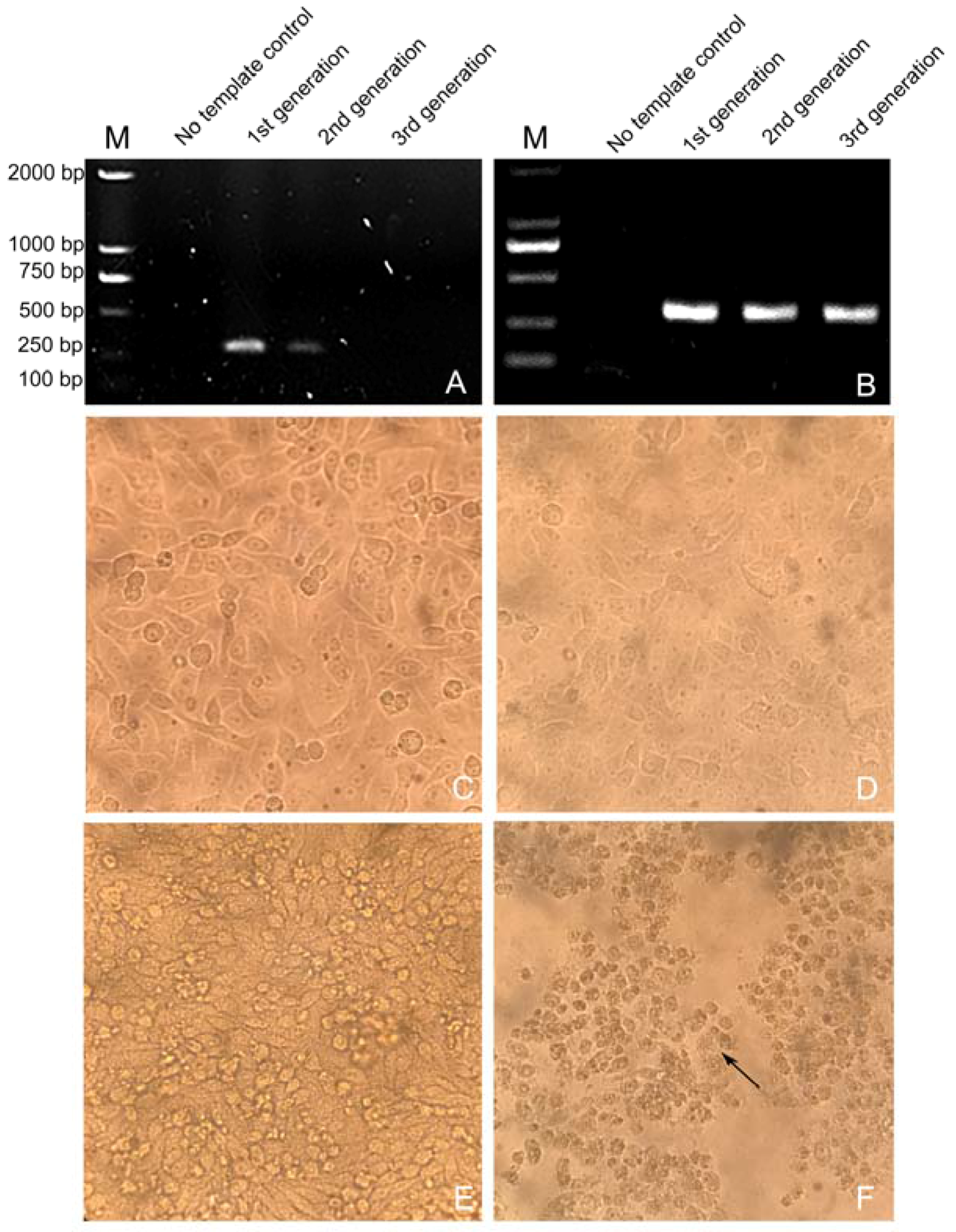 Viruses 09 00019 g001