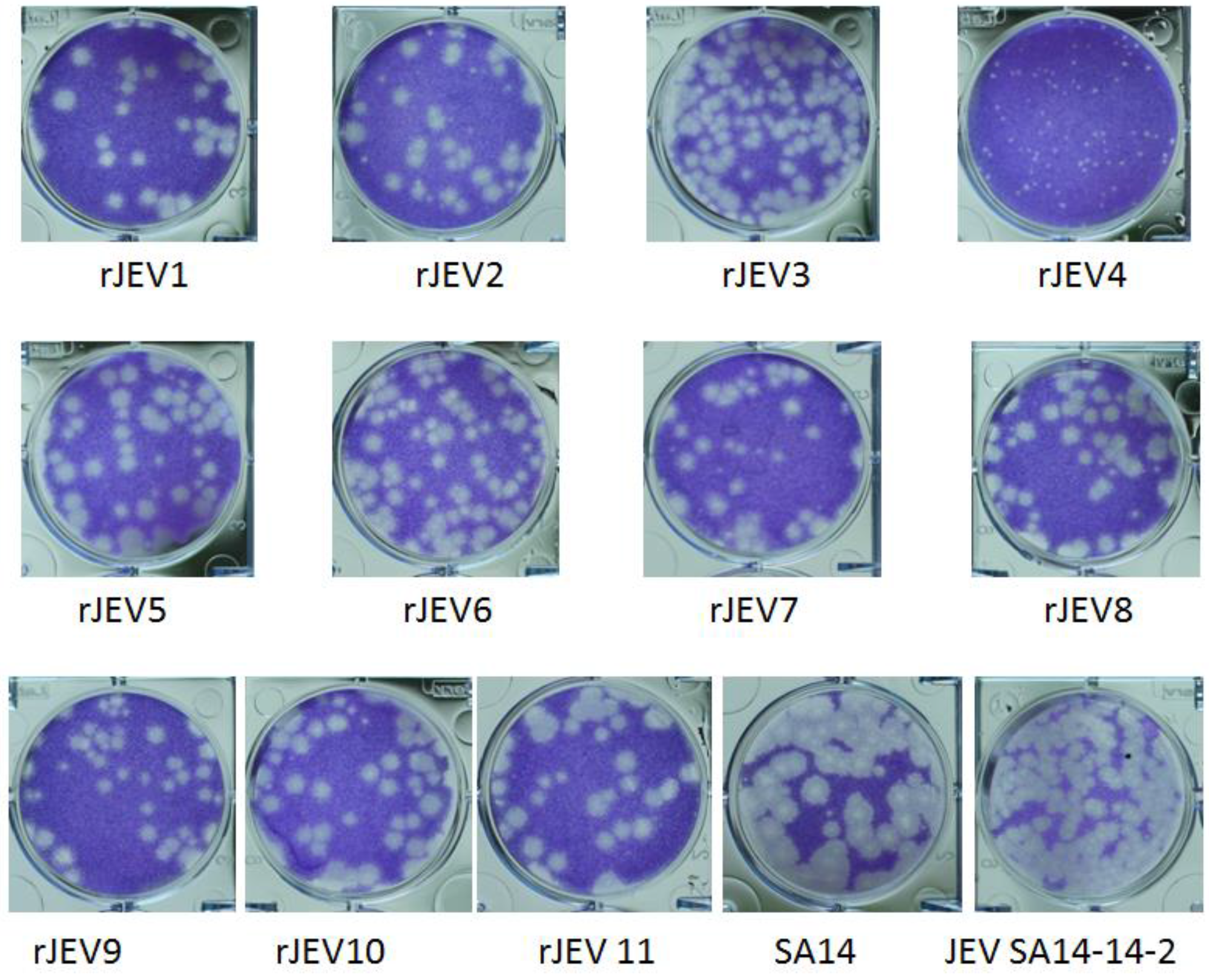 Viruses 09 00020 g002