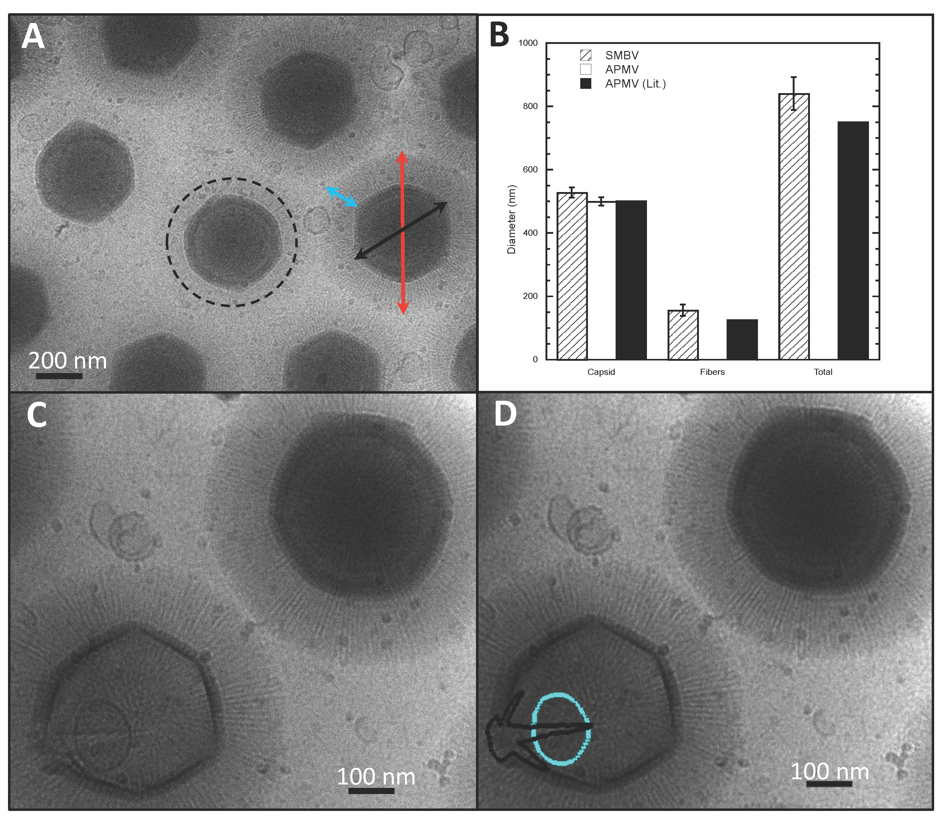 Viruses 09 00030 g001