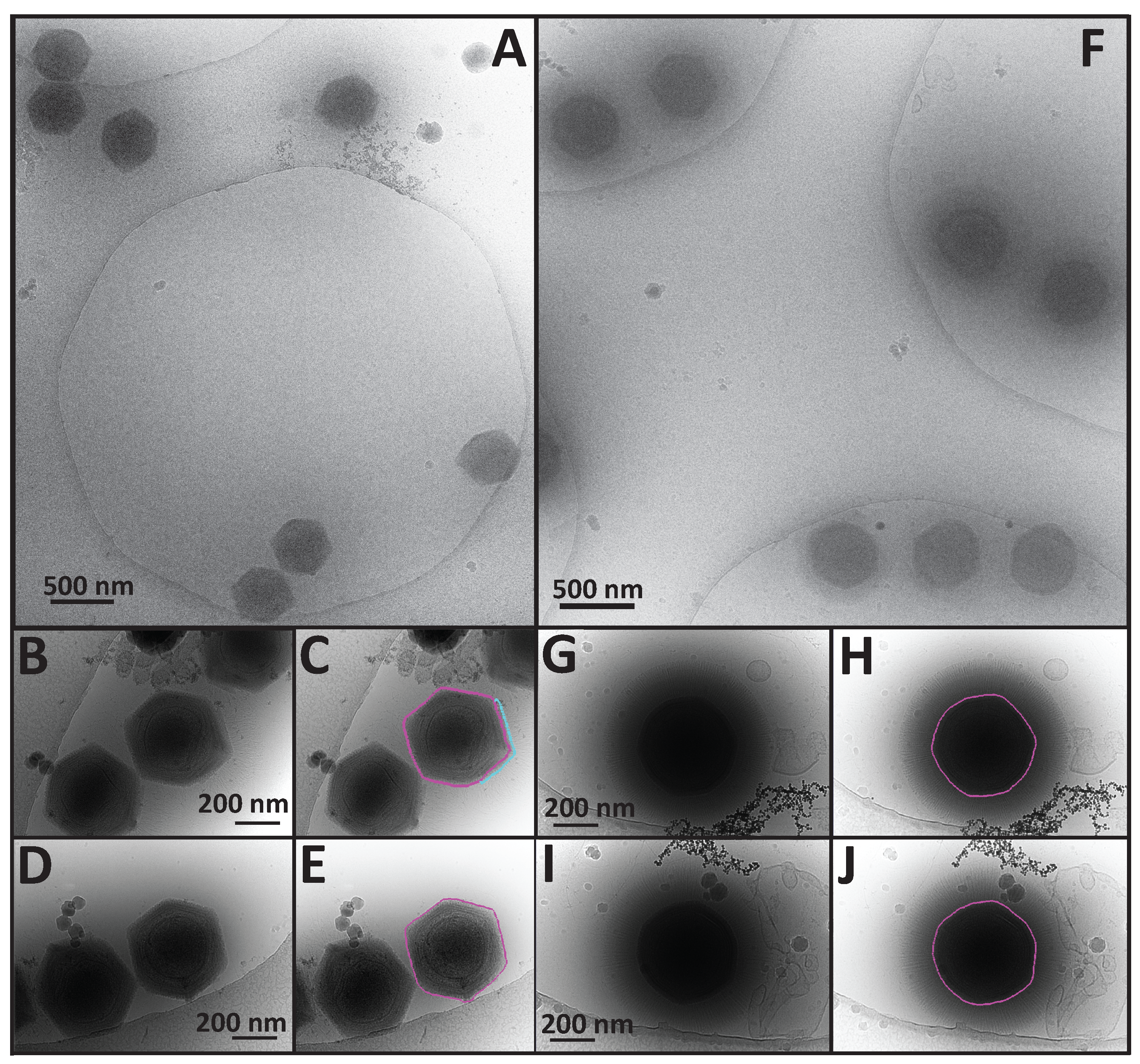 Viruses 09 00030 g002