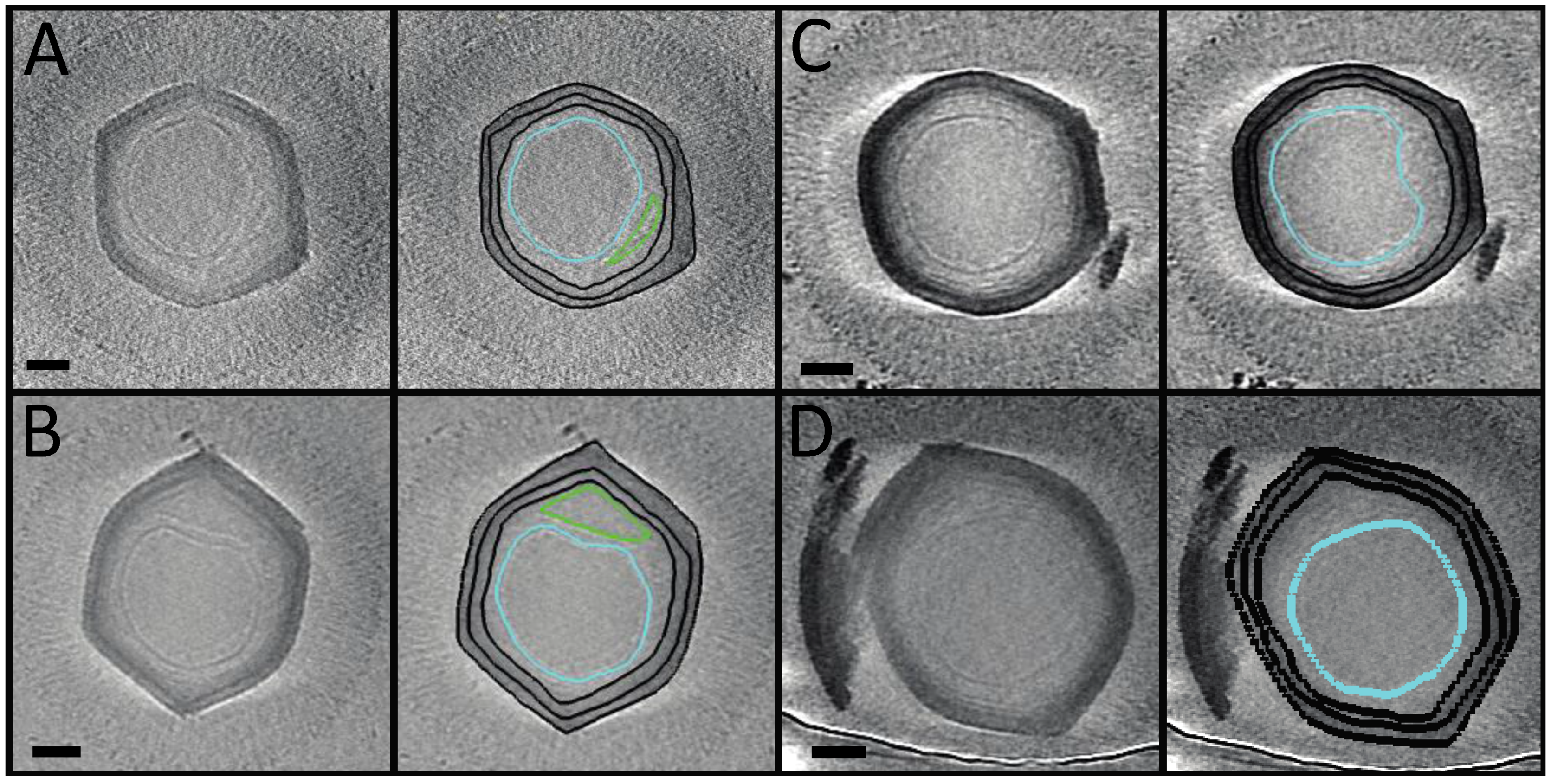 Viruses 09 00030 g003
