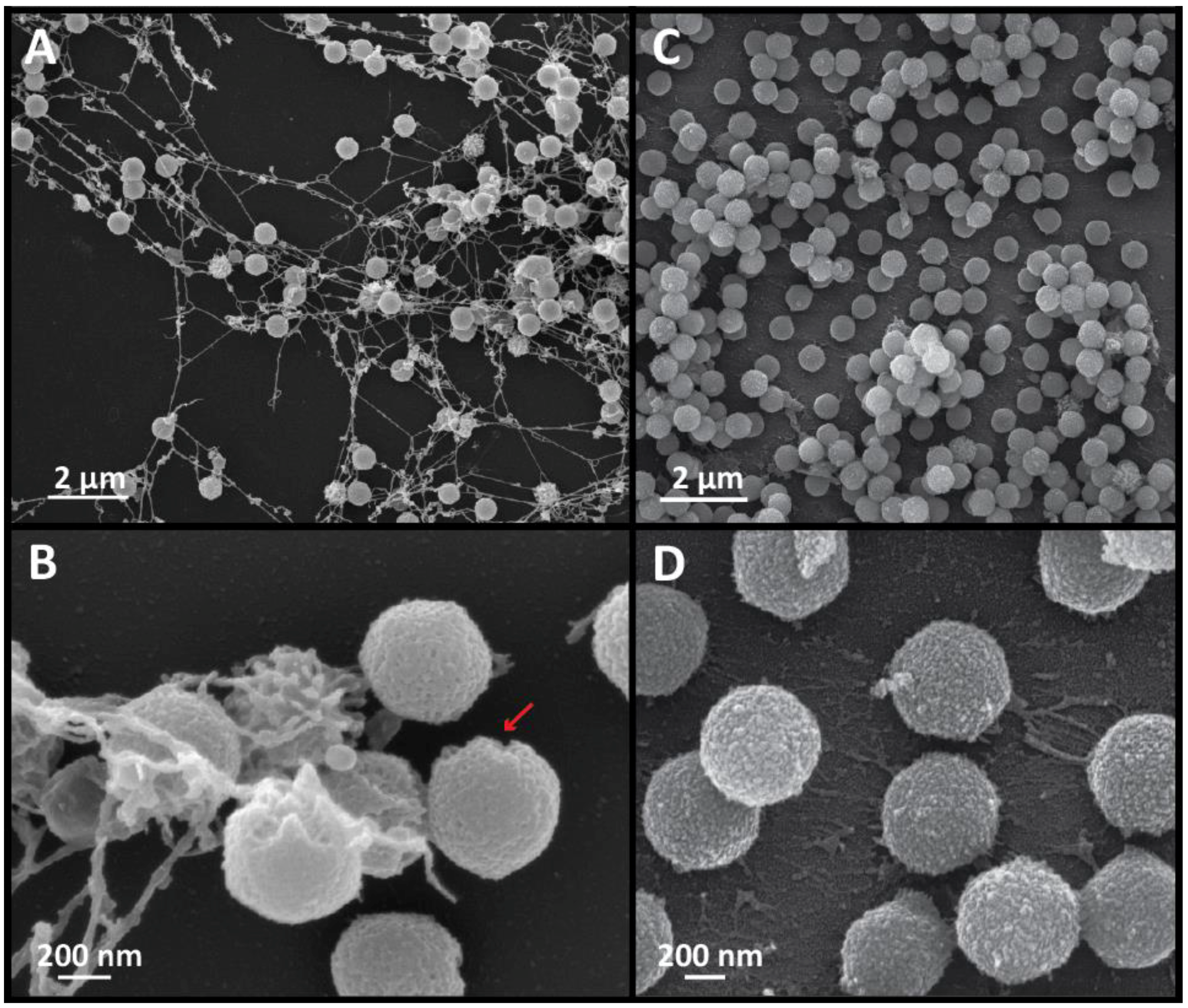 Viruses 09 00030 g004