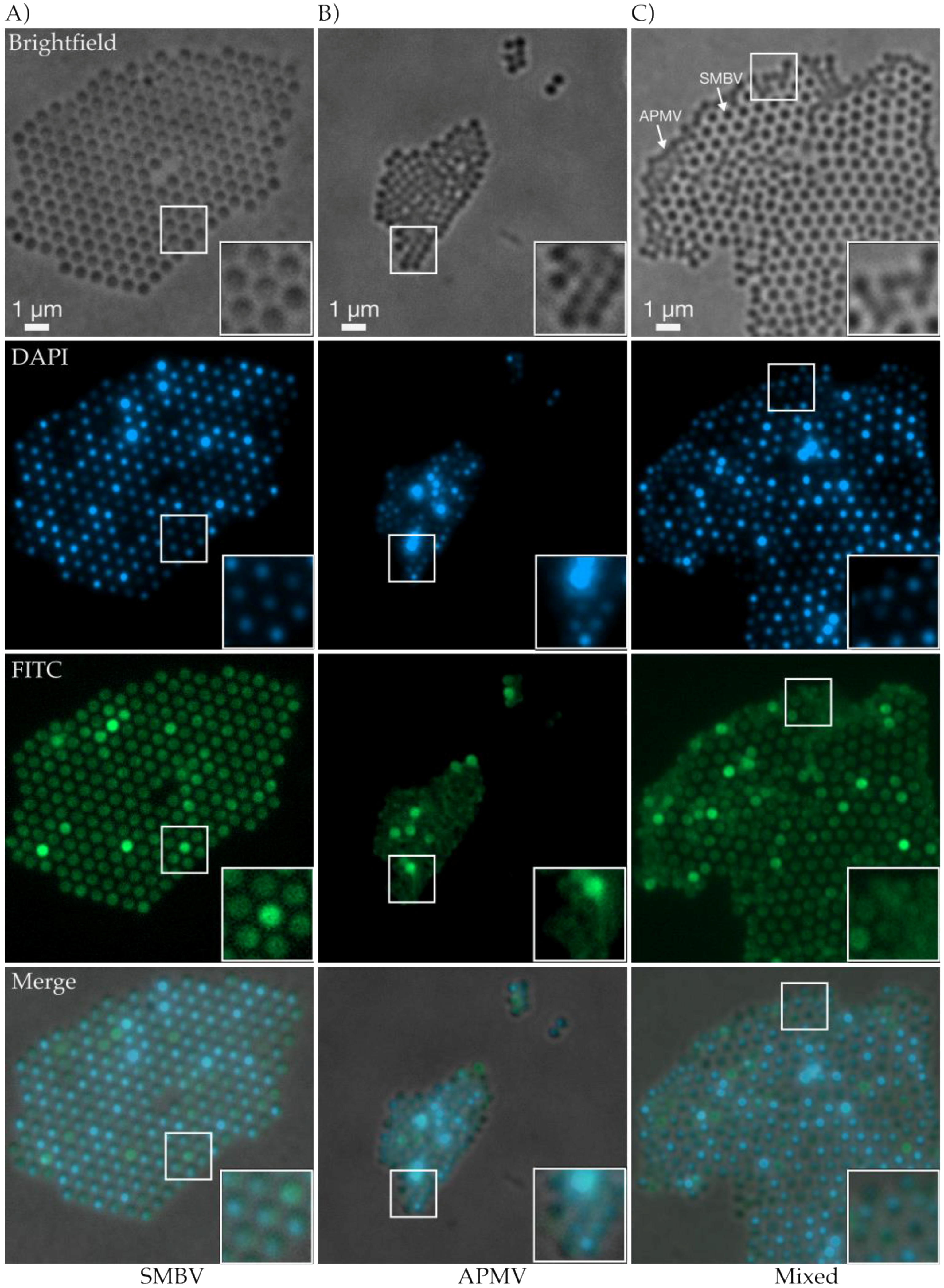 Viruses 09 00030 g005