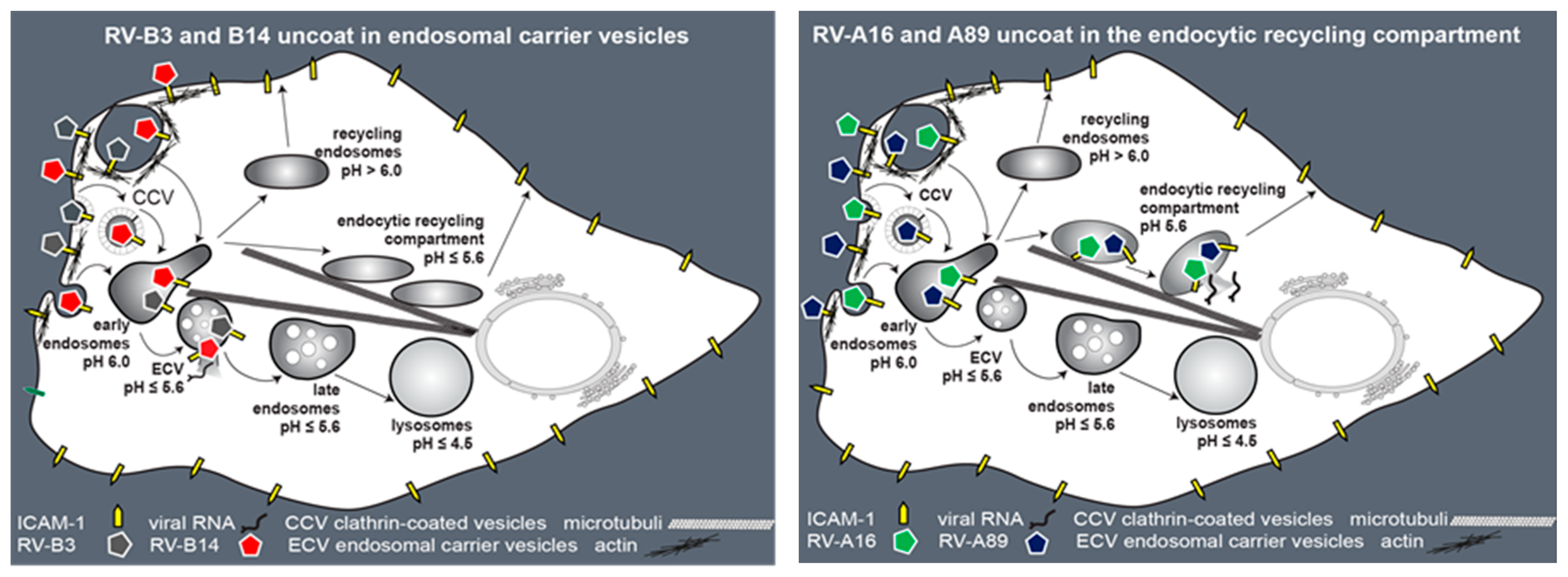 Viruses 09 00068 g007 Viruses 09 00068 g007
