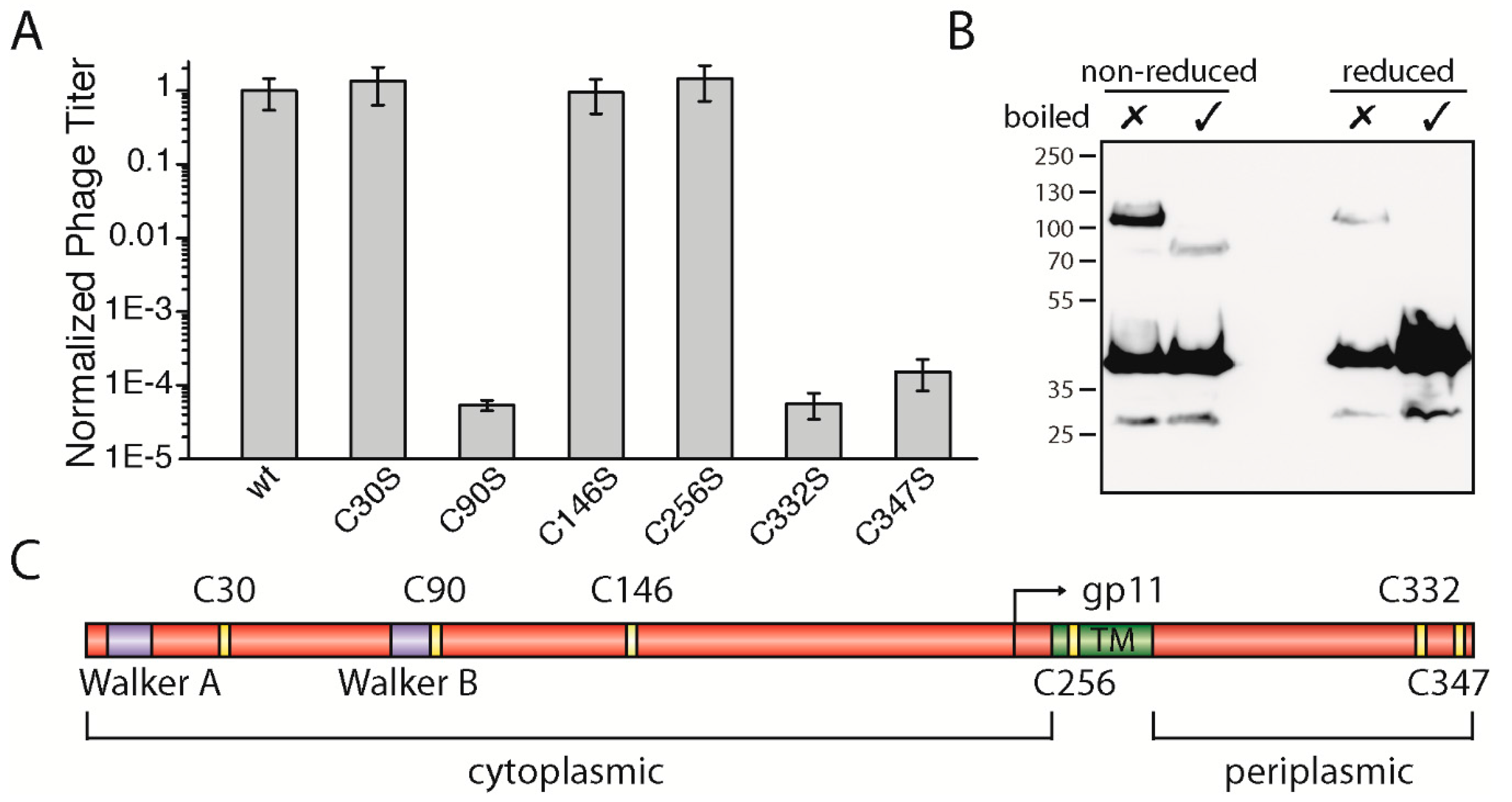 Viruses 09 00073 g003