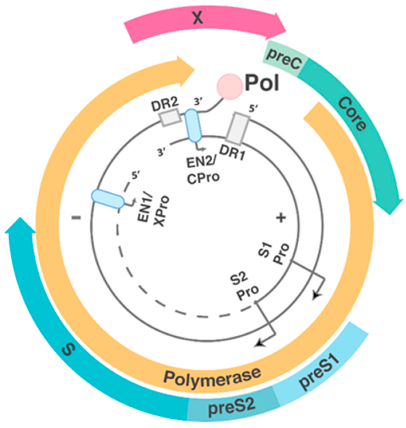 Viruses 09 00075 g001