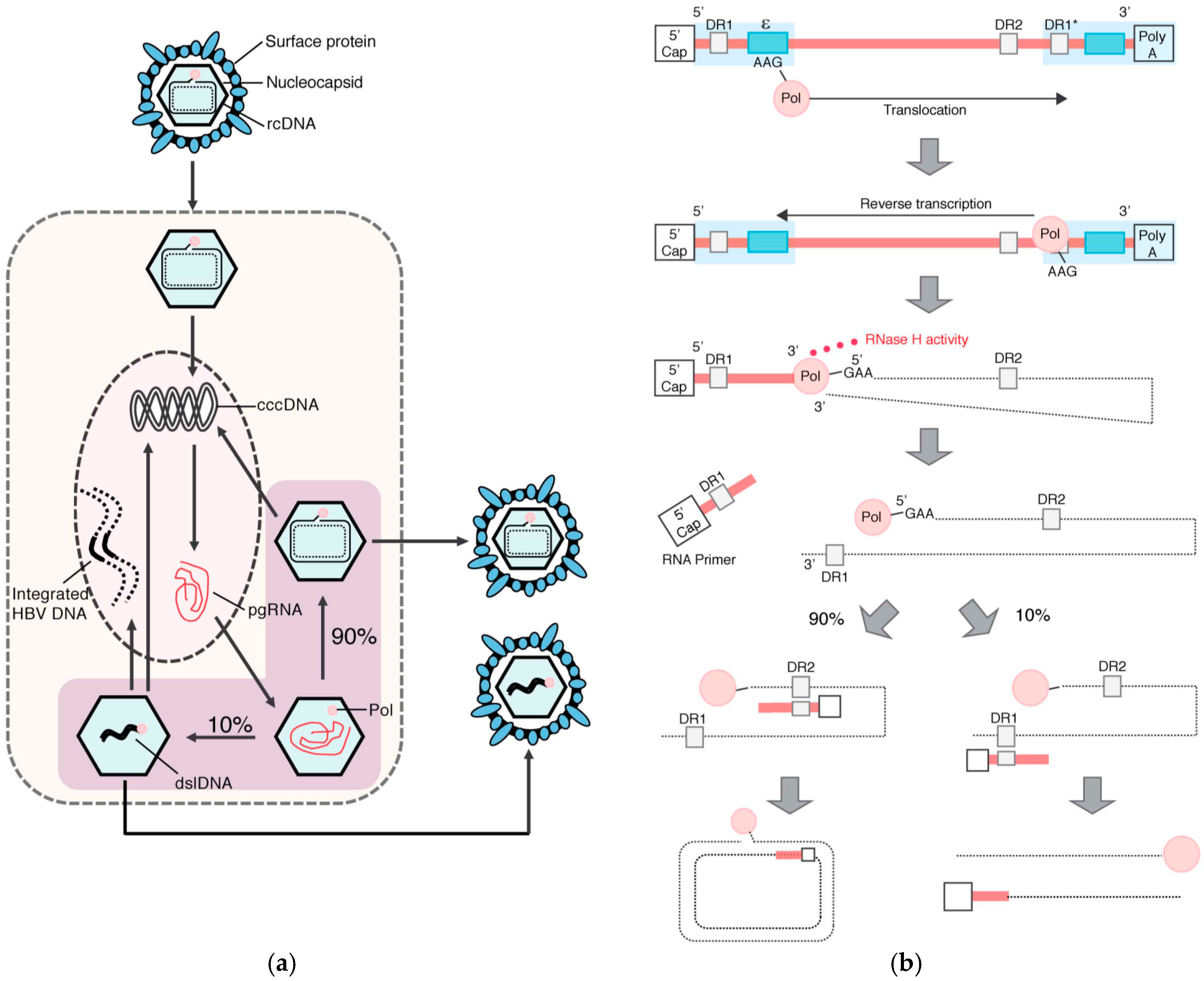Viruses 09 00075 g002