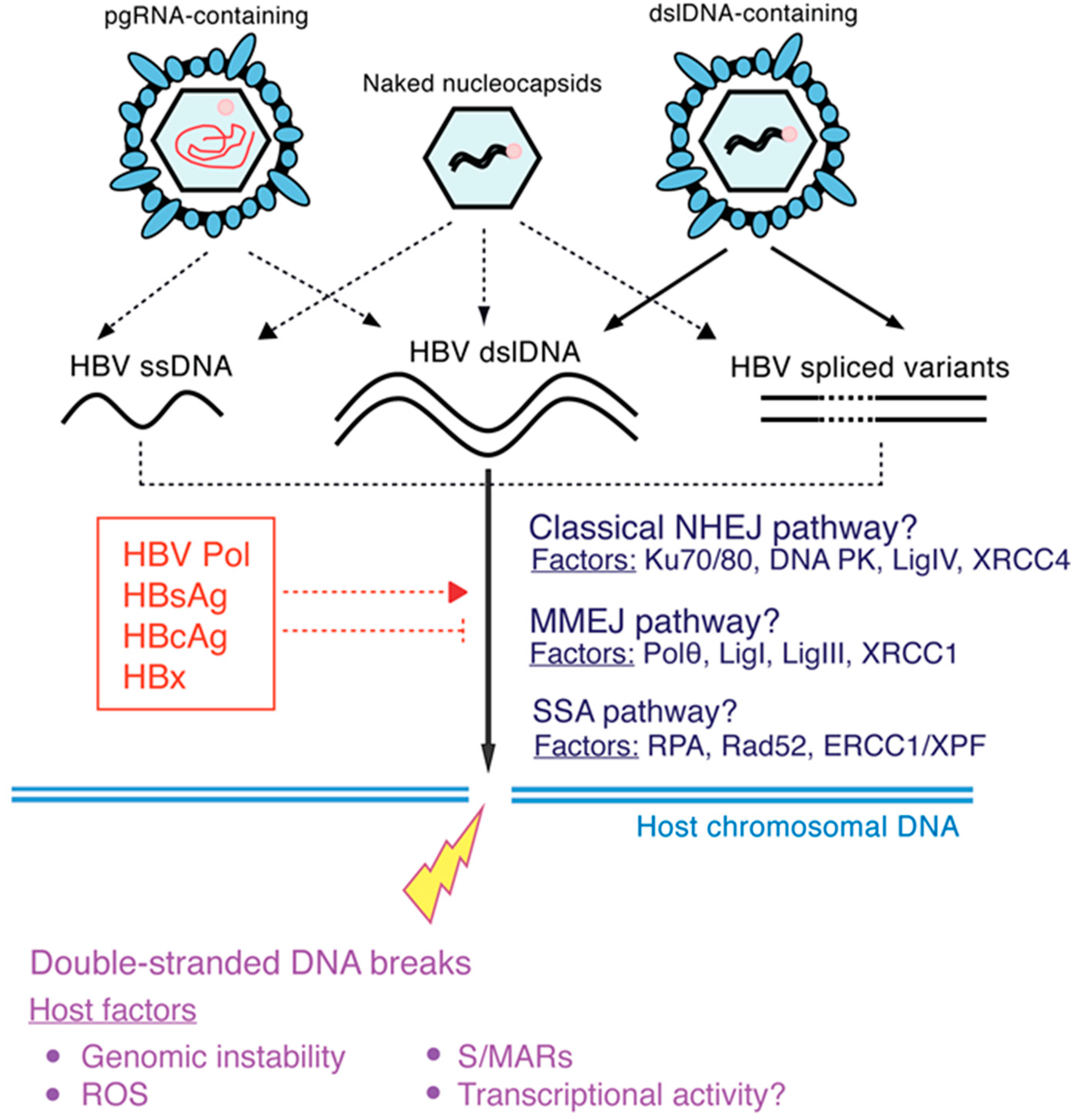 Viruses 09 00075 g004