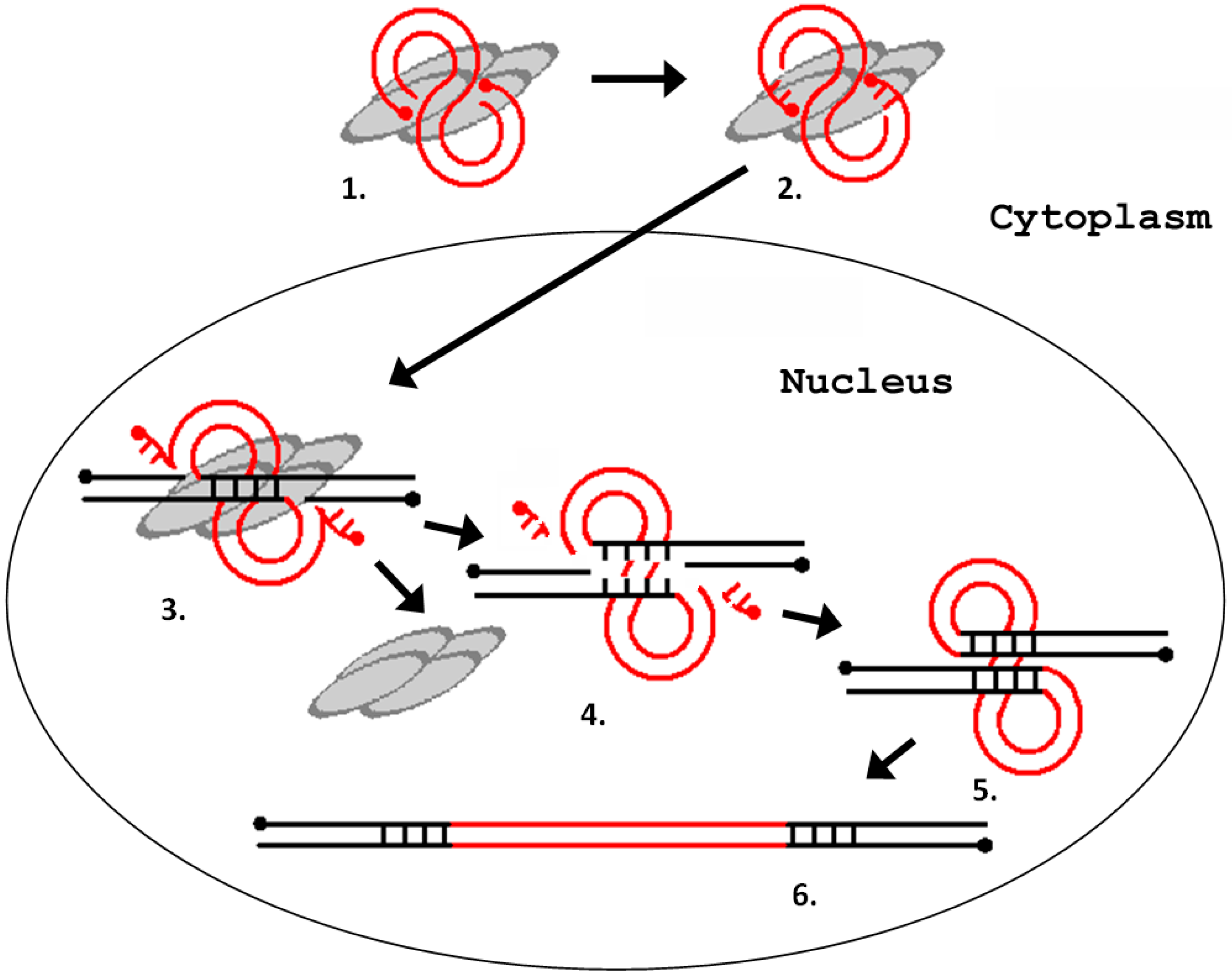 Viruses 09 00081 g004