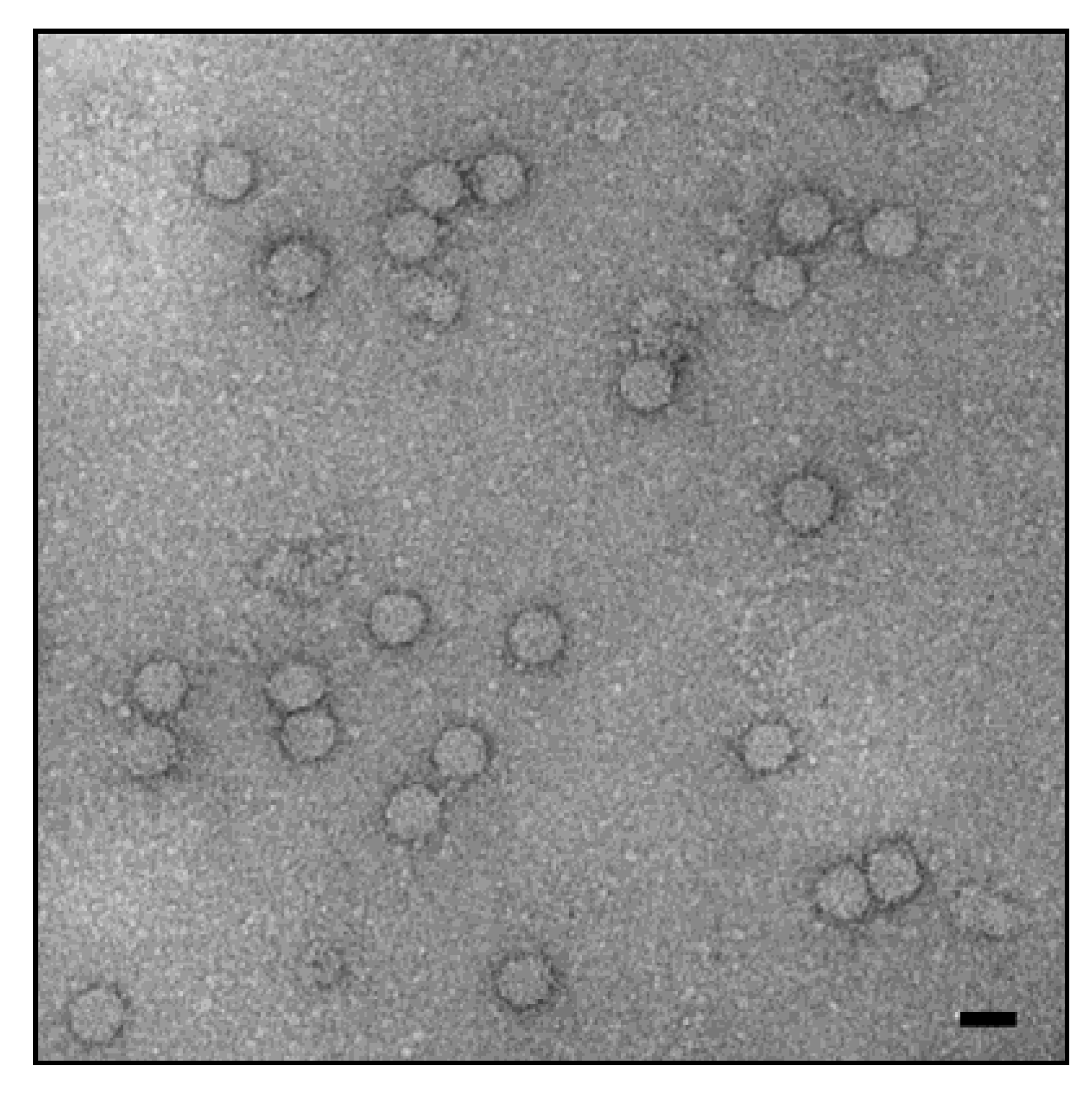 Viruses 09 00083 g001