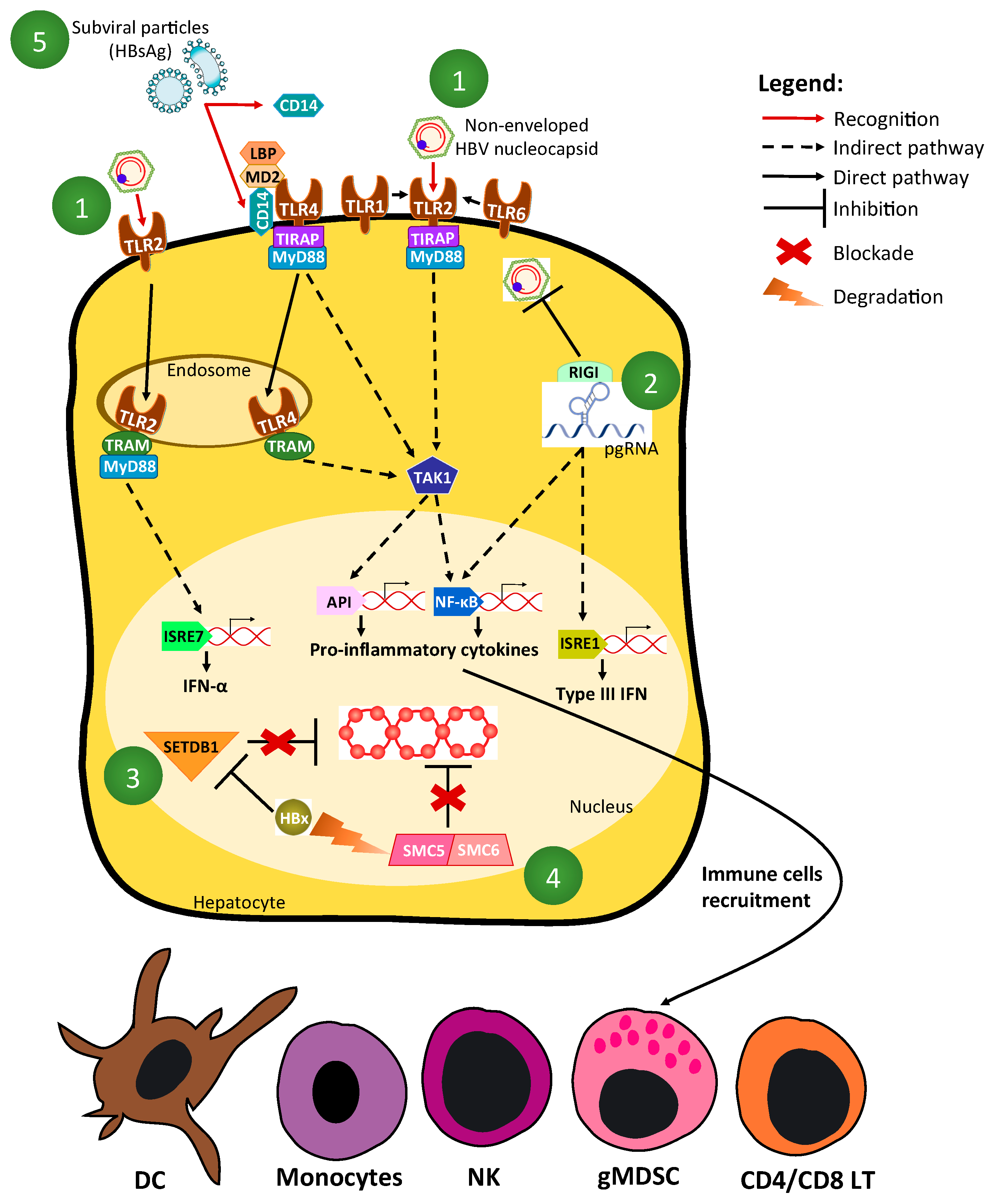 Viruses 09 00095 g001