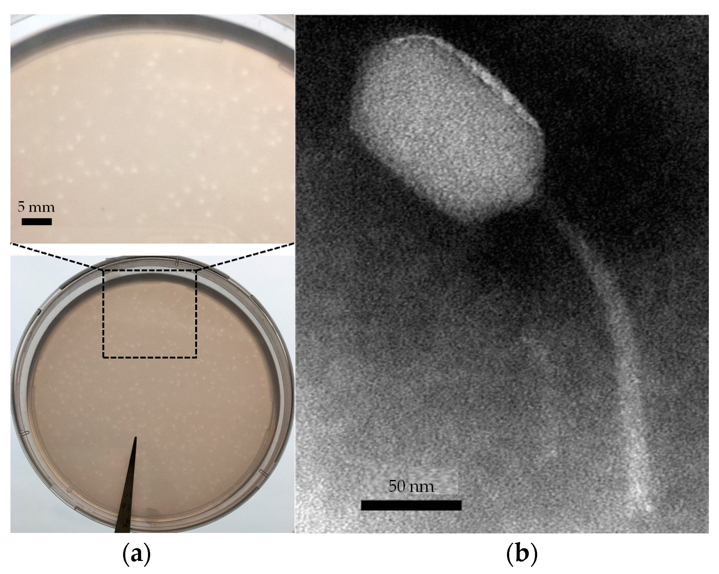 Viruses 09 00109 g001