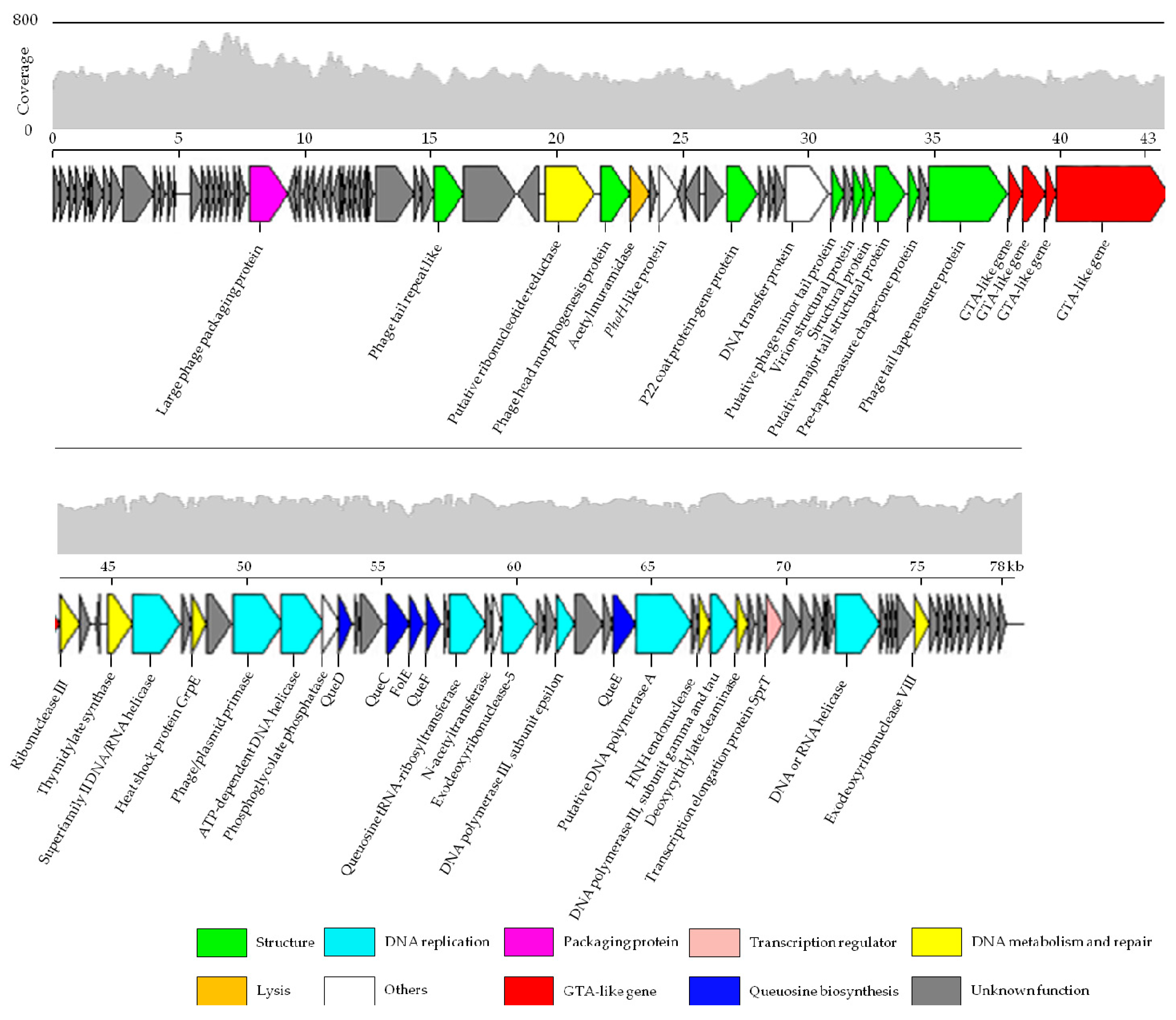 Viruses 09 00109 g003