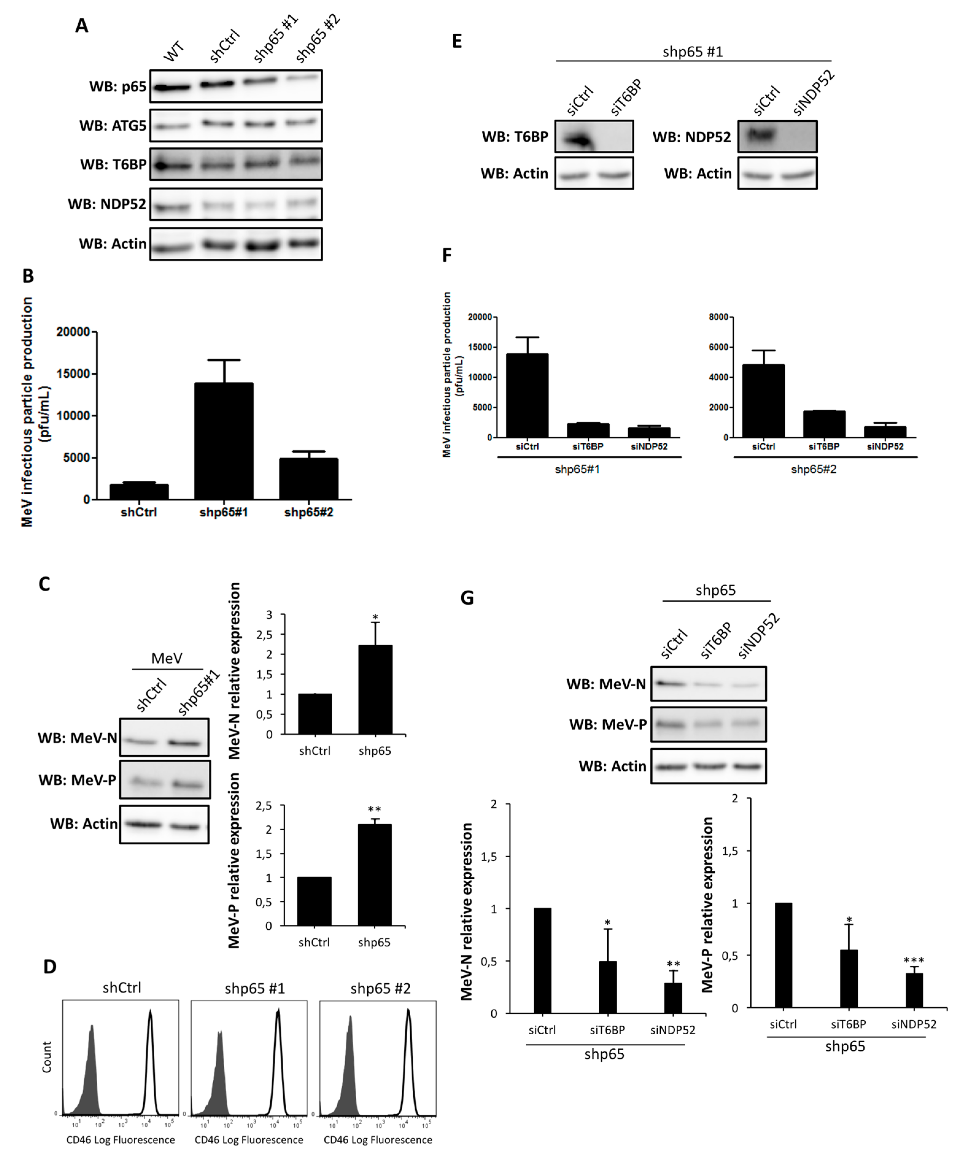 Viruses 09 00123 g003