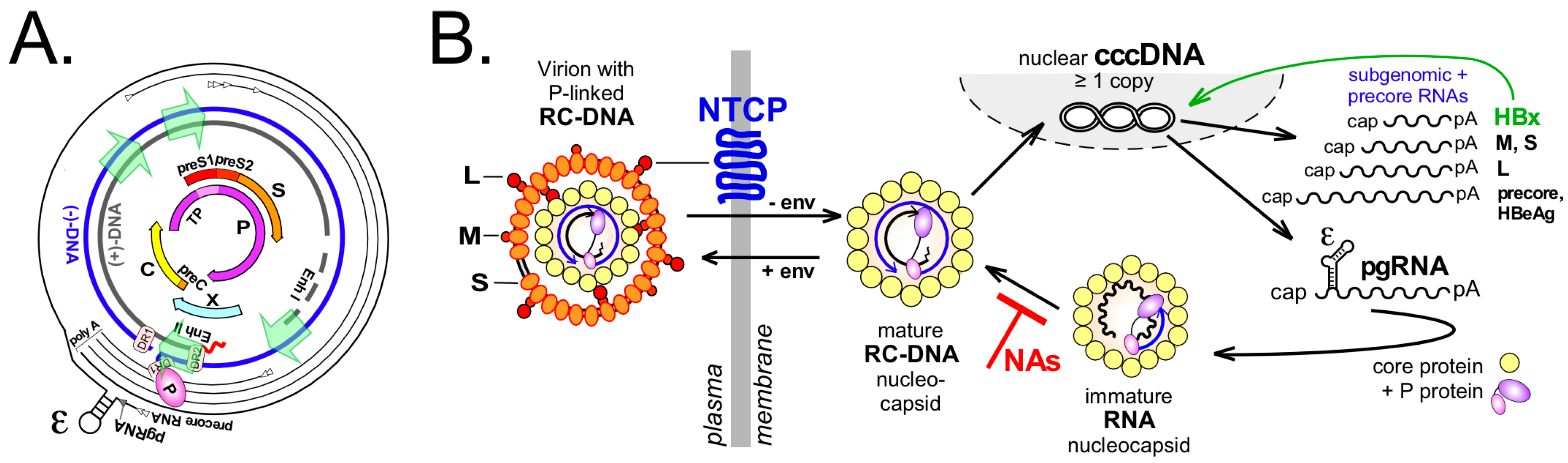 Viruses 09 00125 g001