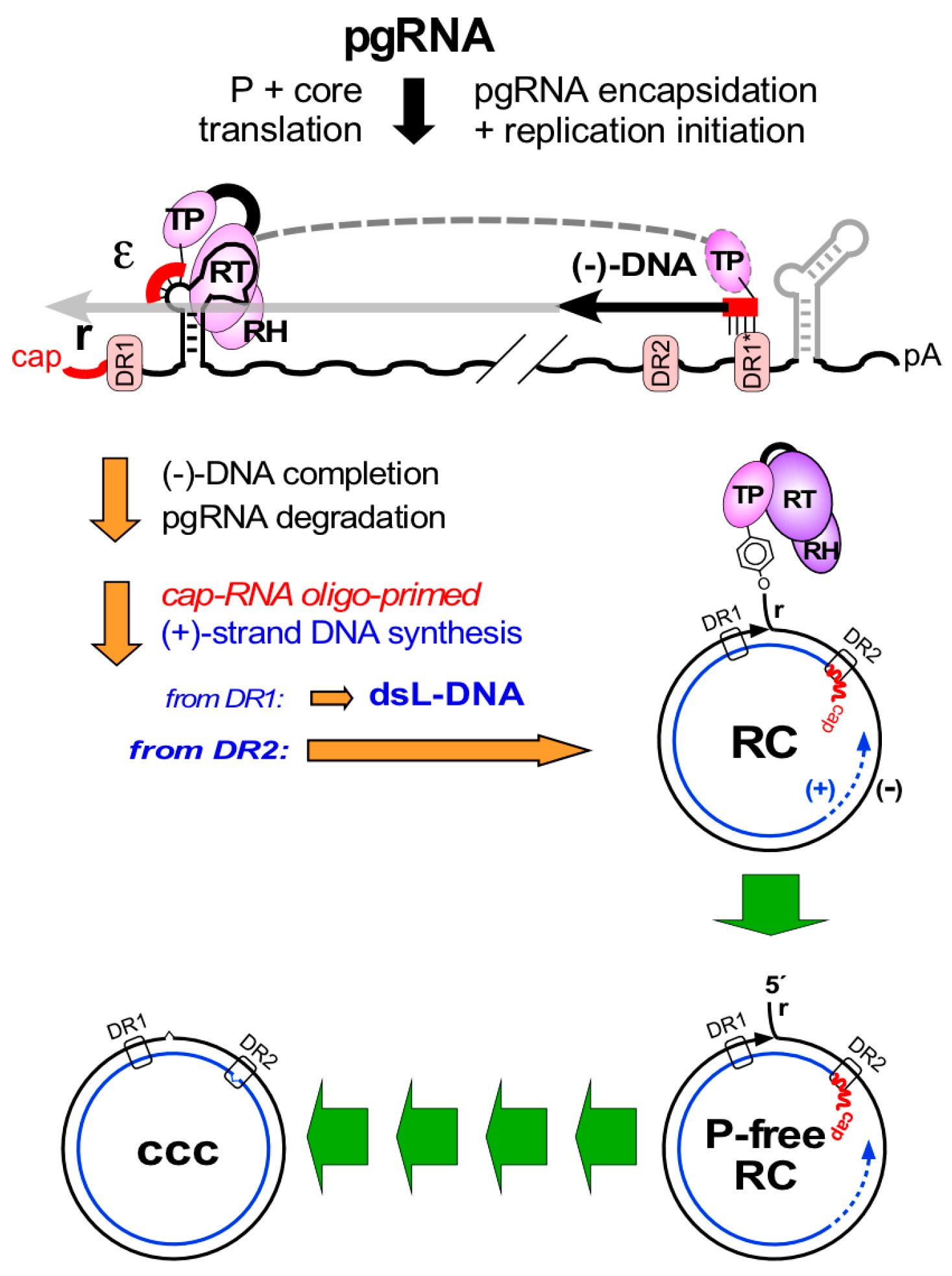 Viruses 09 00125 g003