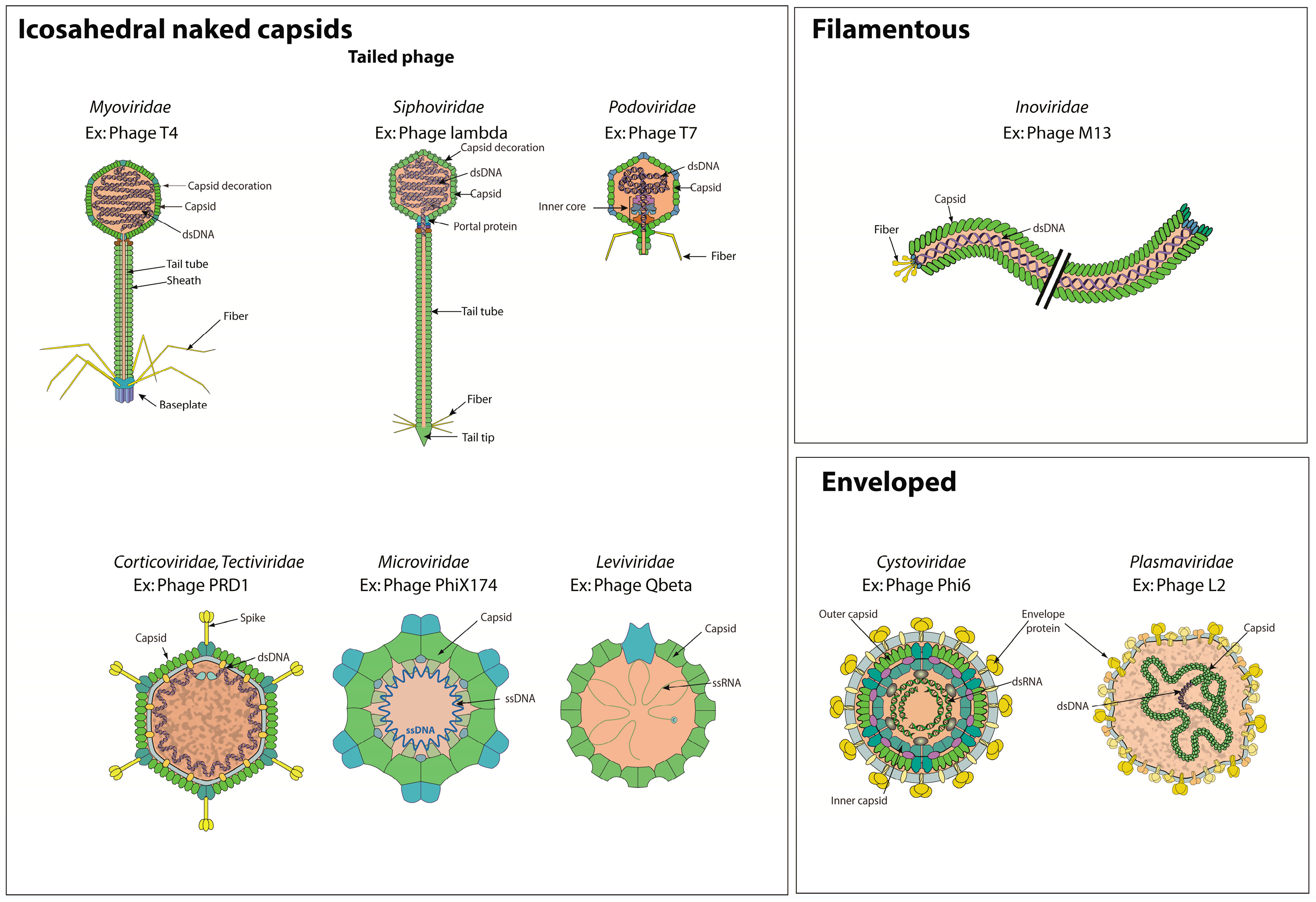 Viruses 09 00126 g002