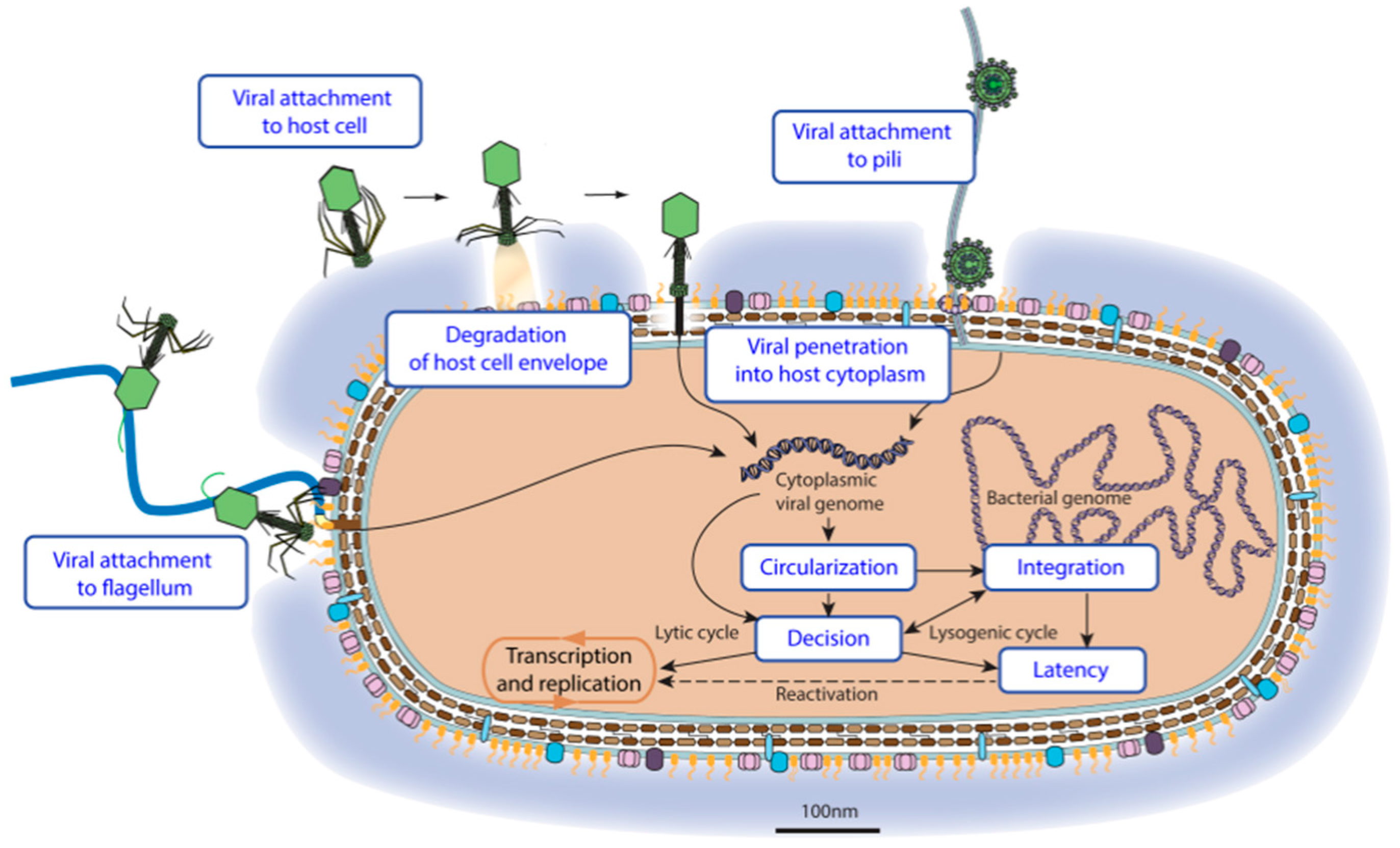 Viruses 09 00126 g003