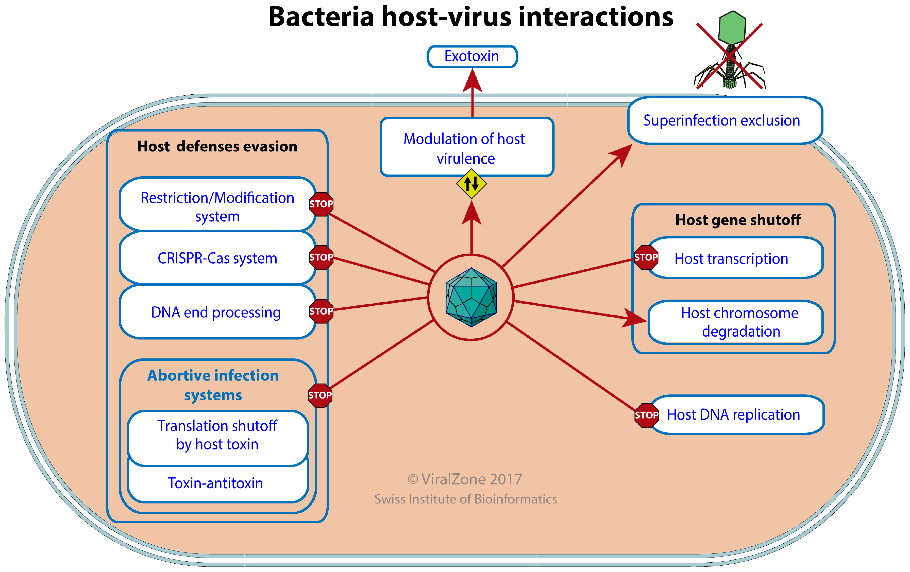 Viruses 09 00126 g005