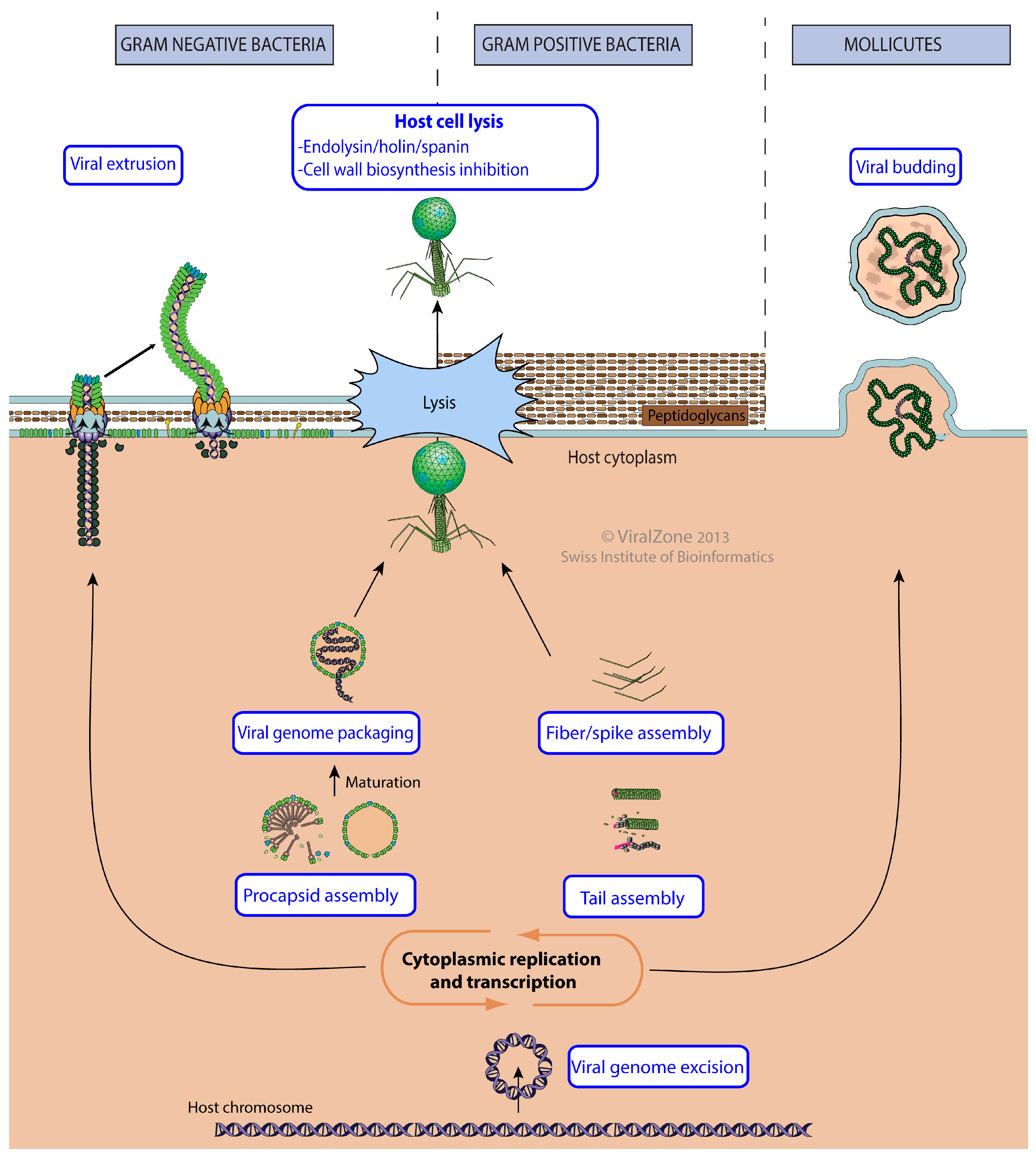 Viruses 09 00126 g006